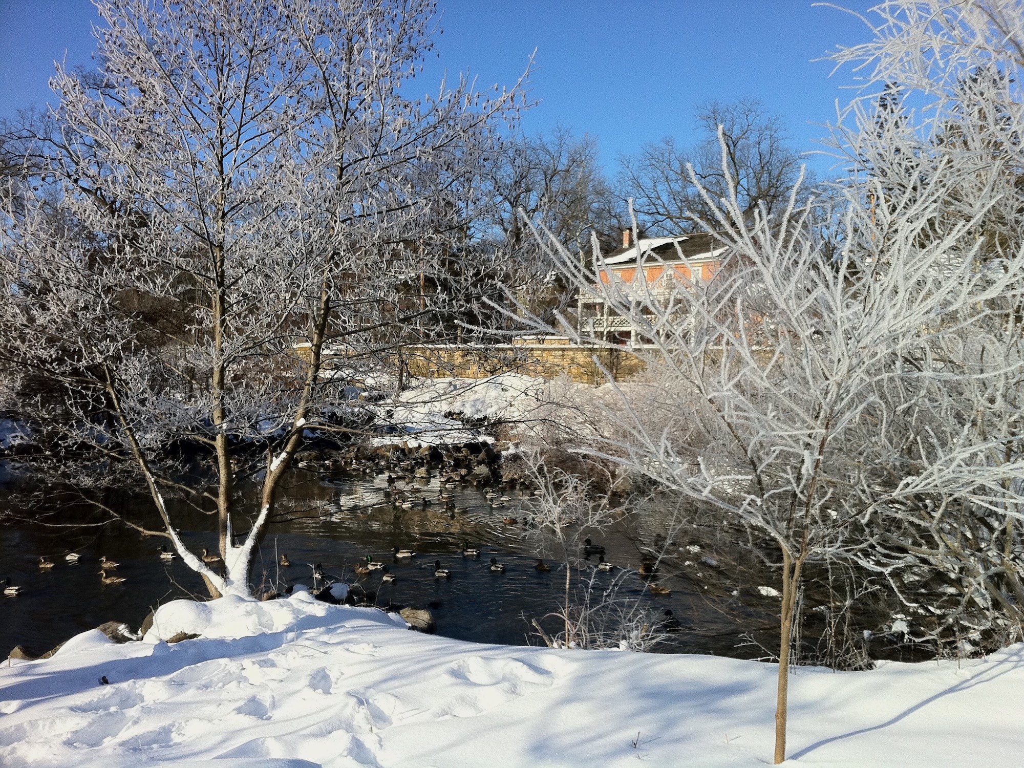 Hoarfrost at Duck Pond in March 3, 2013.