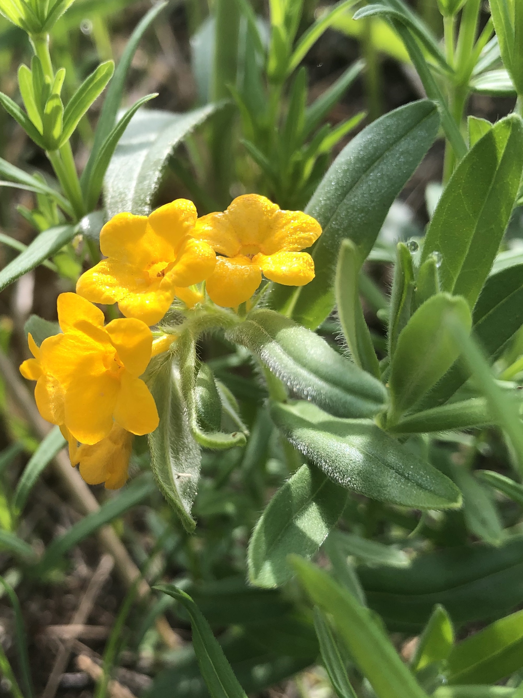Hoary Puccoon in the Curtis Prairie in the University of Wisconsin-Madison Arboretum in Madison, Wisconsin on May 19, 2022.