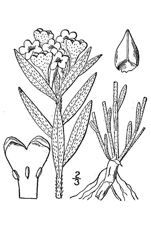 1913 line drawing of Hoary Puccoon.