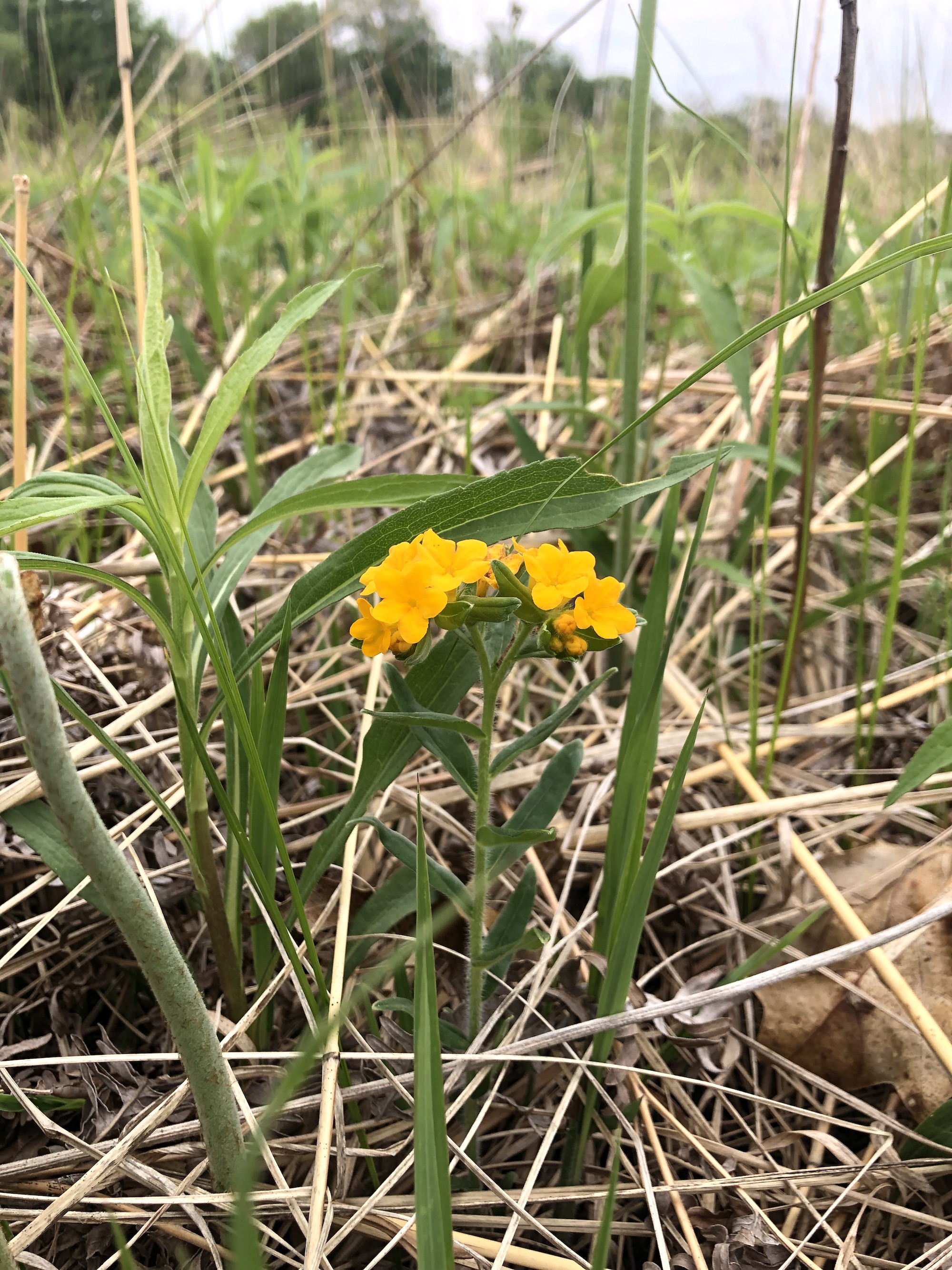 Hoary Puccoon in the Curtis Prairie in the University of Wisconsin-Madison Arboretum in Madison, Wisconsin on May 21, 2022.