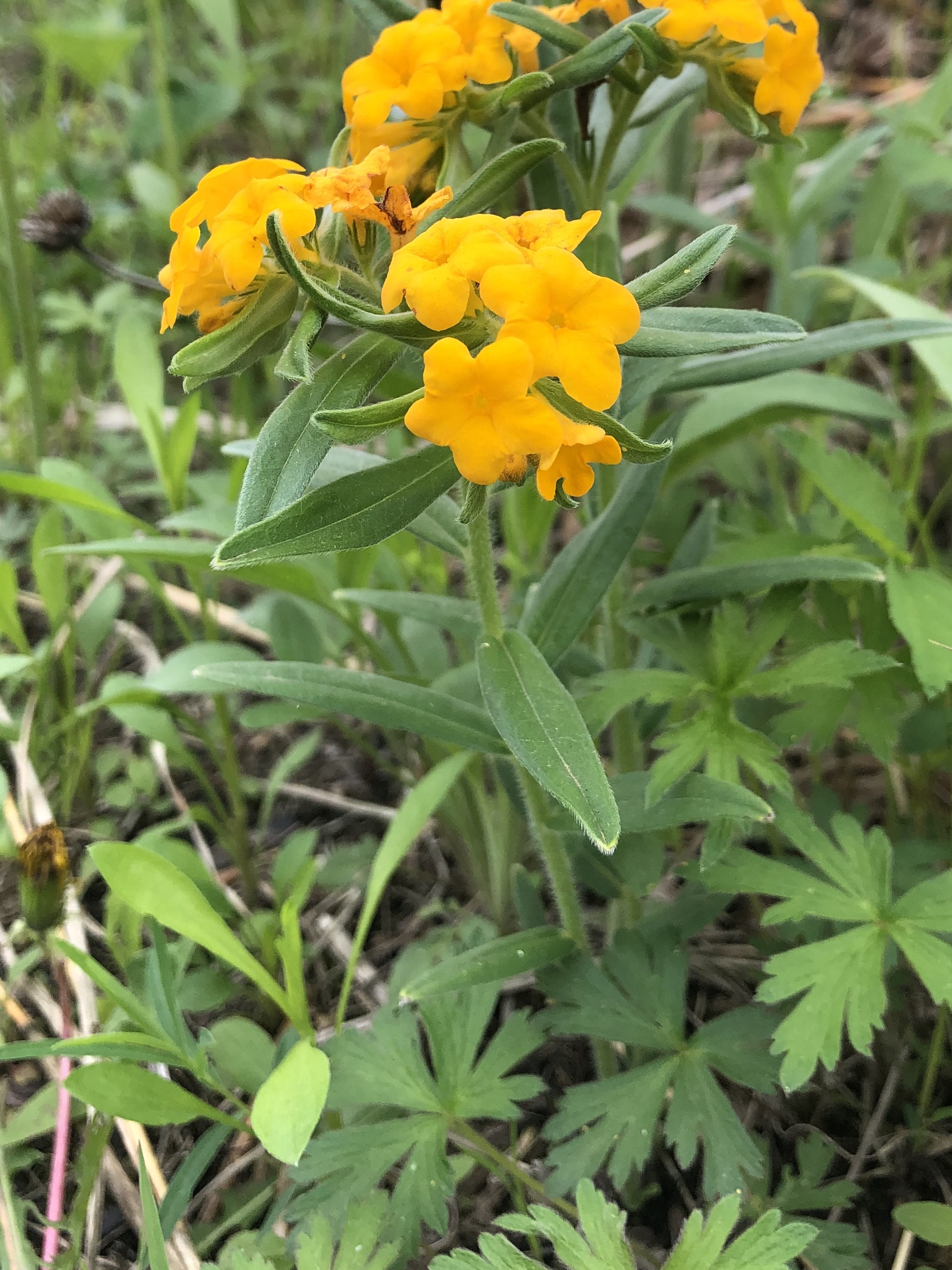 Hoary Puccoon in the Curtis Prairie in the University of Wisconsin-Madison Arboretum in Madison, Wisconsin on May 21, 2022.