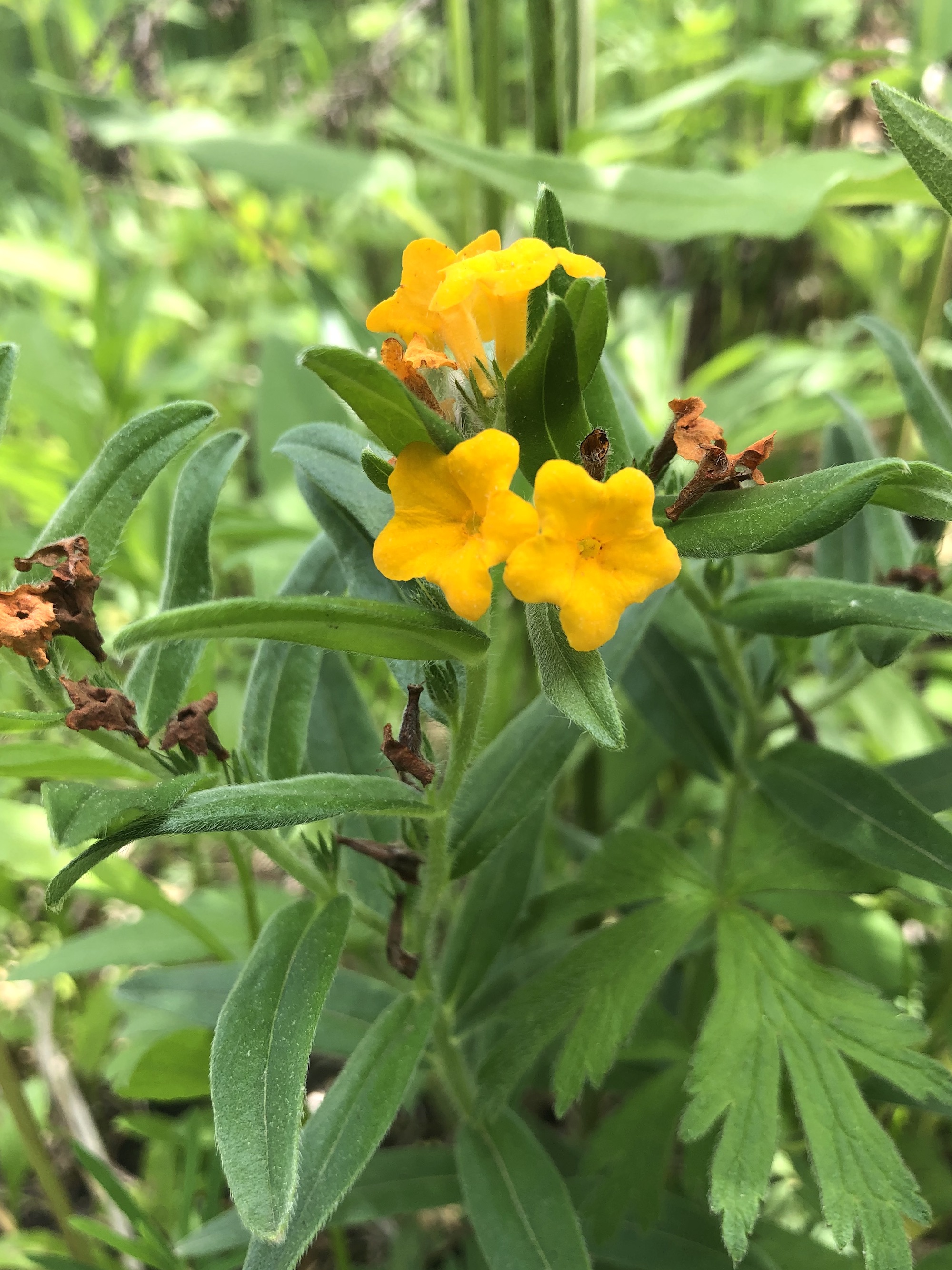 Hoary Puccoon in the Curtis Prairie in the University of Wisconsin-Madison Arboretum in Madison, Wisconsin on May 30, 2022.