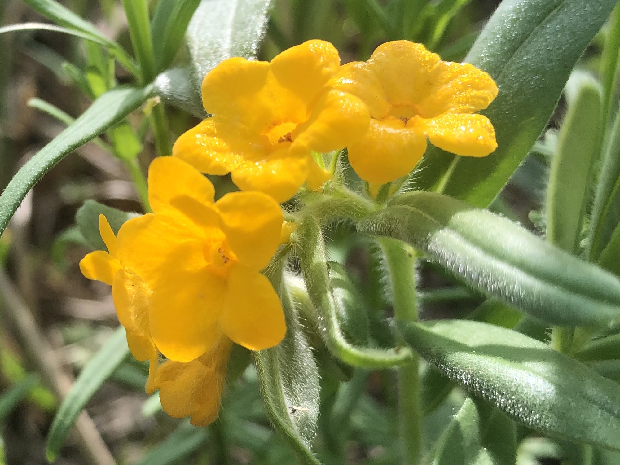 Hoary Puccoon in the Curtis Prairie in the University of Wisconsin-Madison Arboretum in Madison, Wisconsin on May 17, 2022.