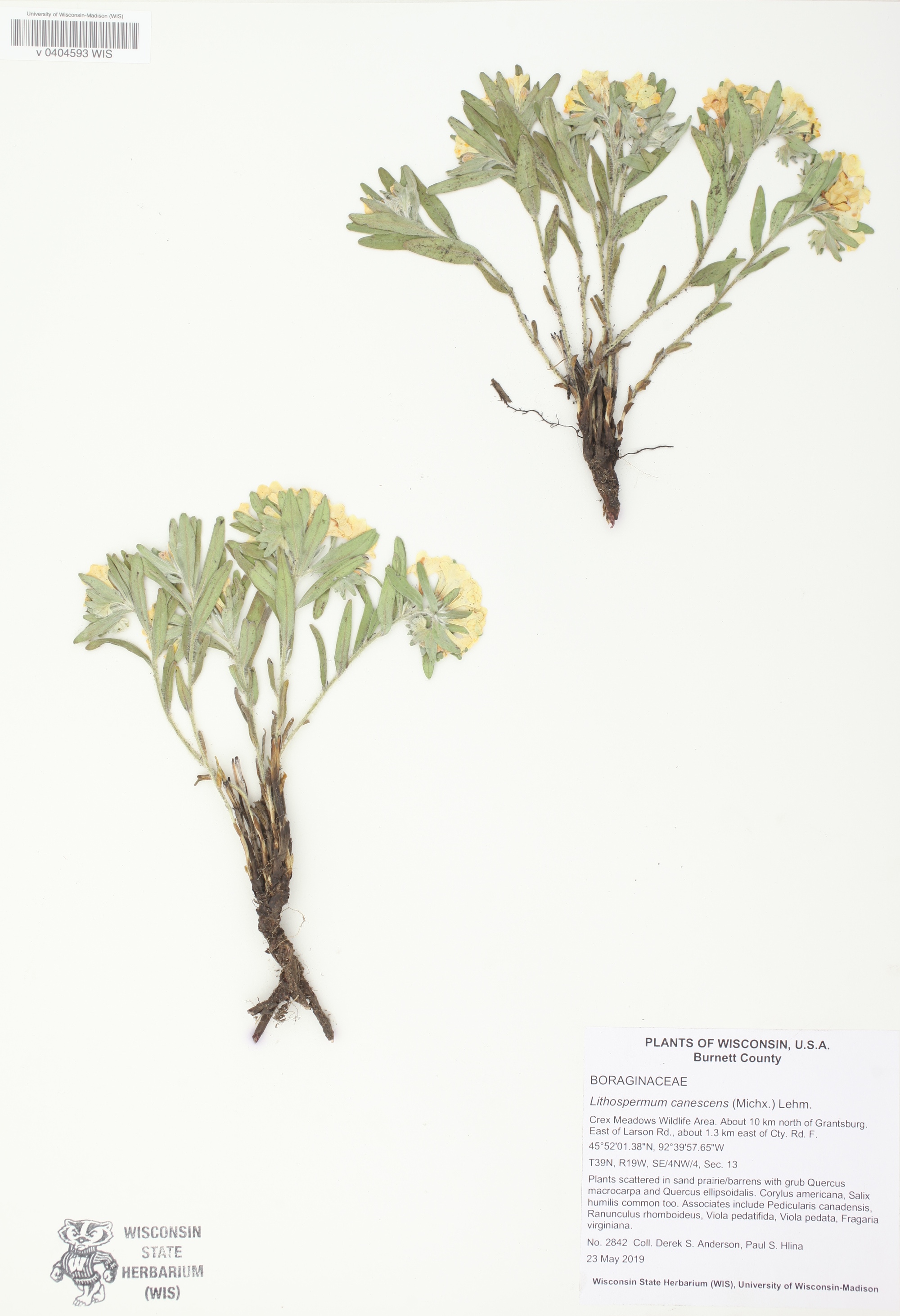 Hoary Puccoon specimen collected in the Crex Meadows Wildlife Area near Grantsburg in Burnett County on May 23, 2019.