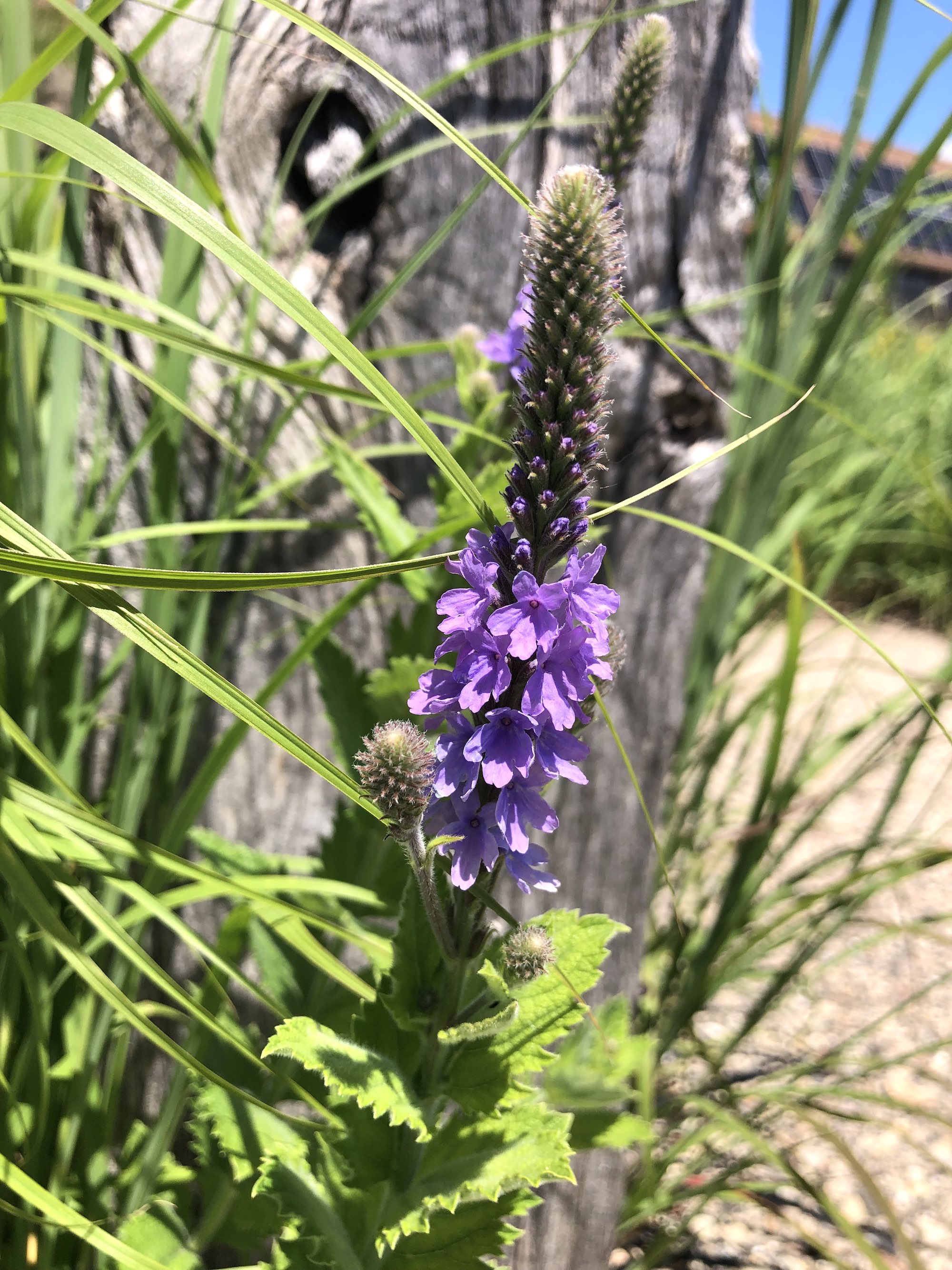 Hoary Vervain next to the UW Arboretum Visitors Center parking lot on June 19, 2021.