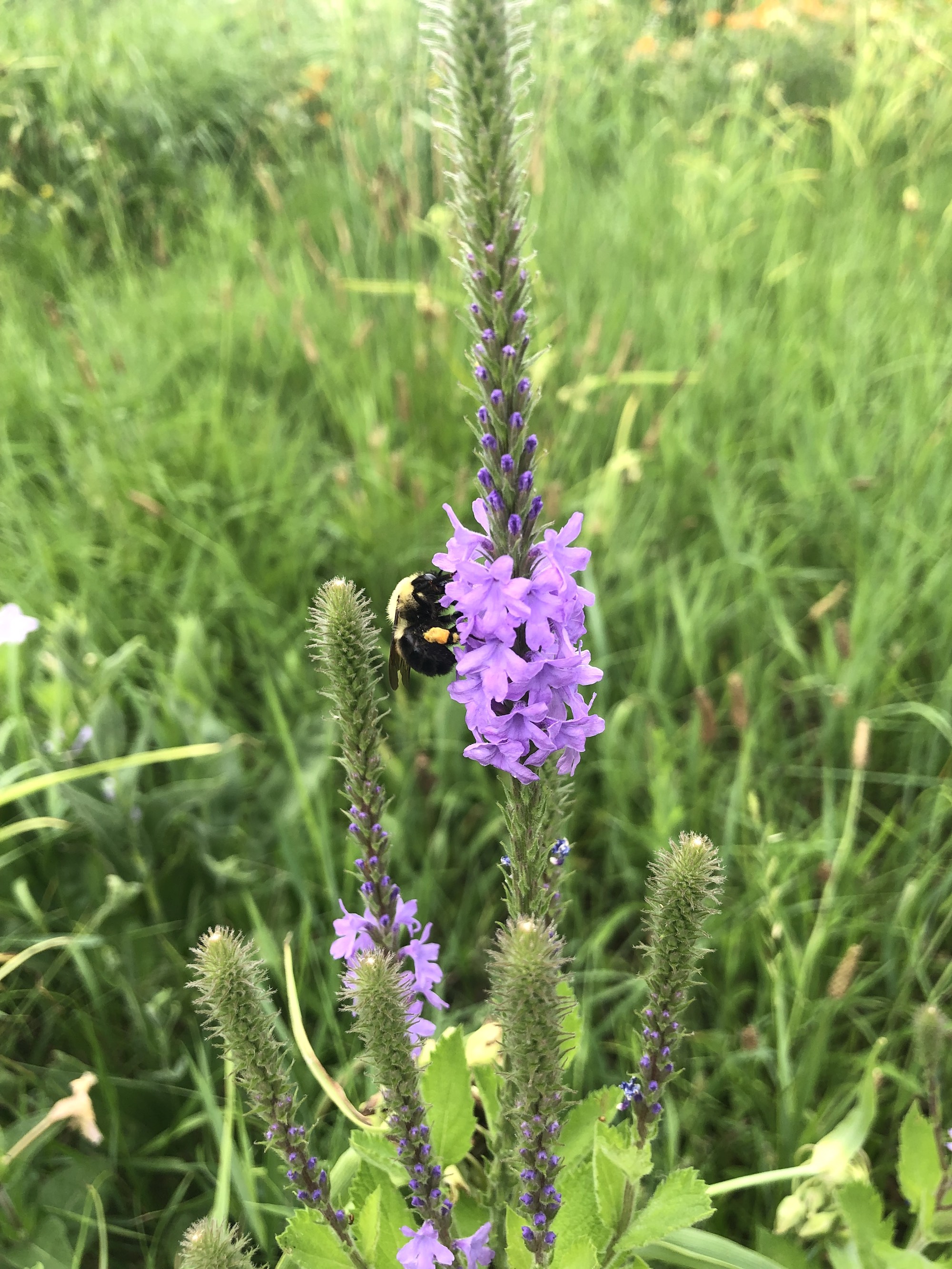 Bumblebee on Hoary Vervain off of Bike Path behind Gregory Street in Madison, Wisconsin on June 28, 2021.