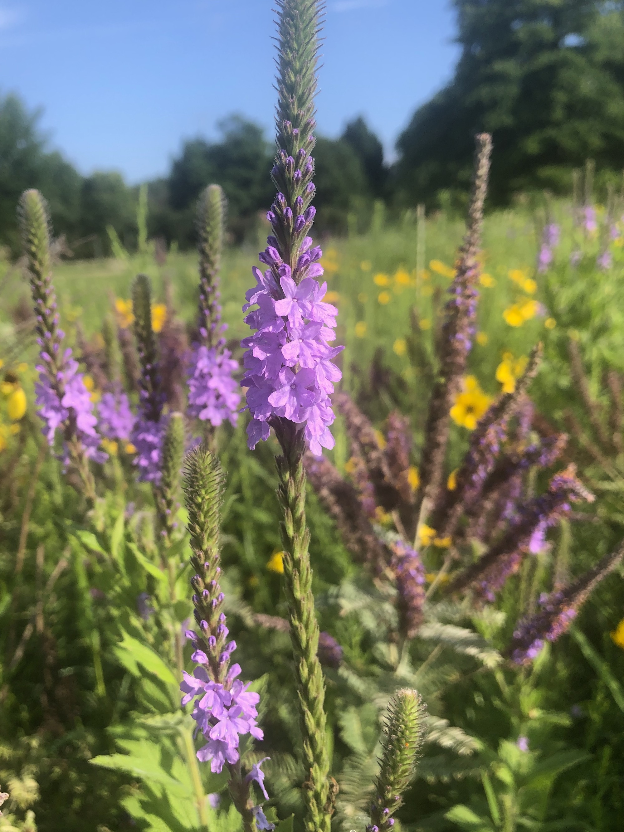  Hoary Vervain next to the UW Arboretum Visitors Center in Madison, Wisconsin on June 30, 2021.