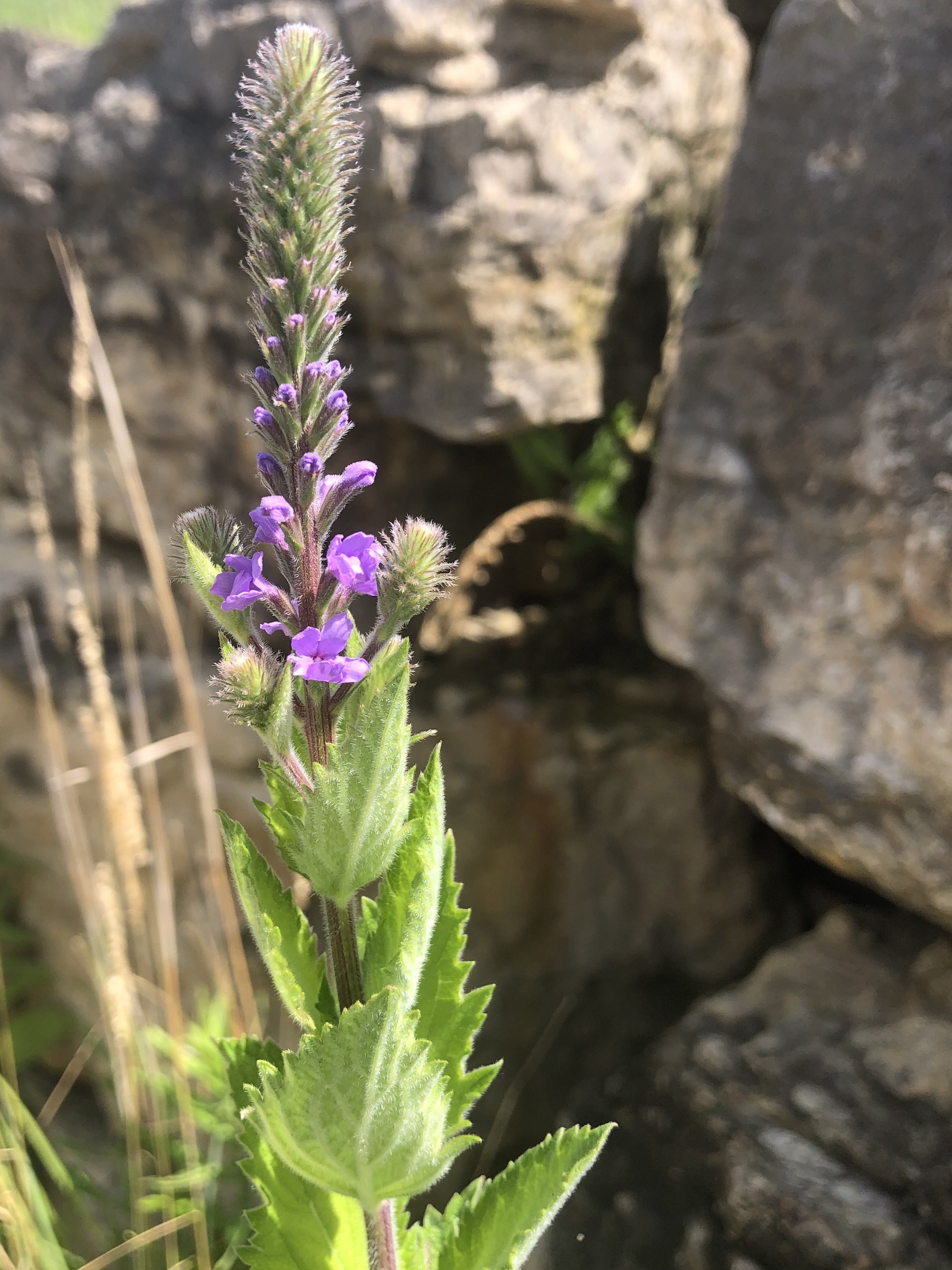 Hoary Vervain next to the UW Arboretum Visitors Center parking lot on June 27, 2020.