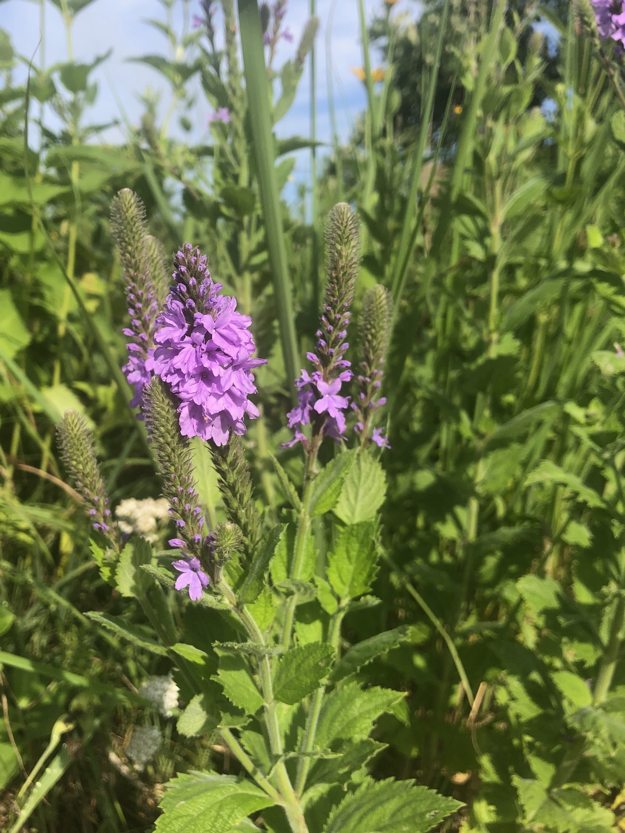 Hoary Vervain next to the UW Arboretum Visitors Center in Madison, Wisconsin on June 30, 2021.