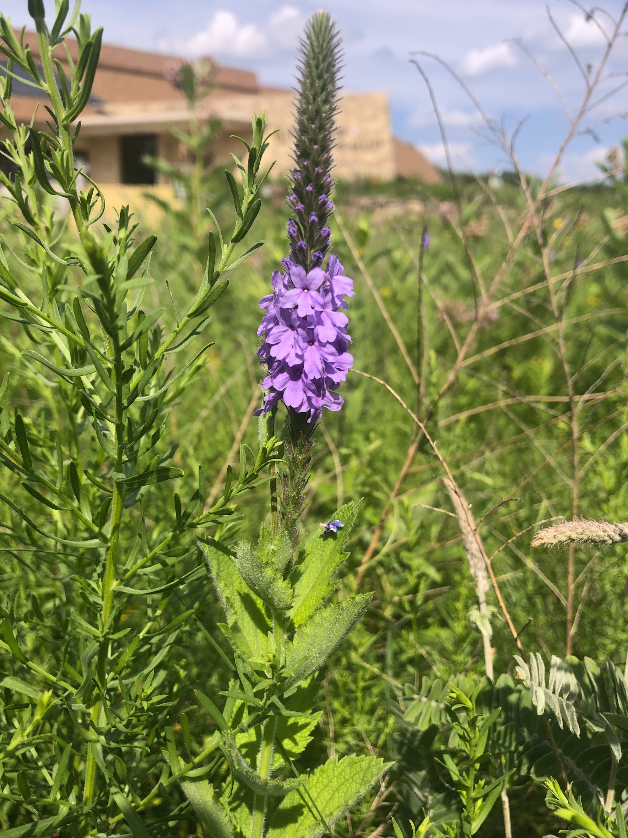Hoary Vervain next to the UW Arboretum Visitors Center parking lot on July 1, 2020.