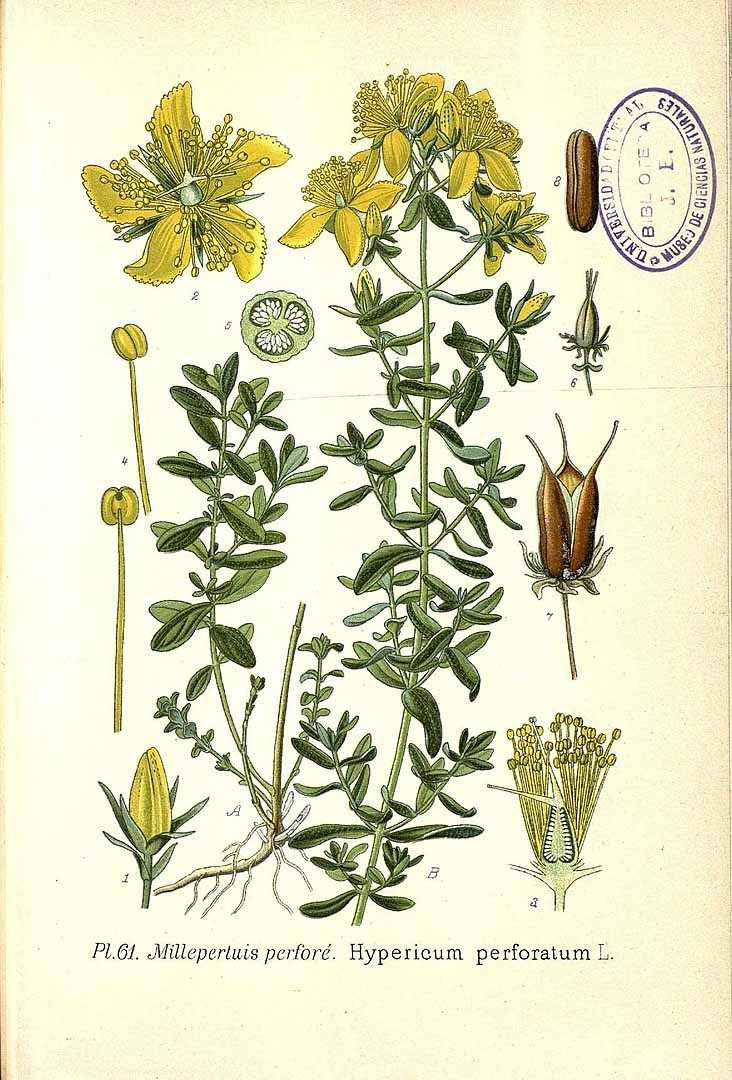 St. John's Wort botanical illustration circa 1890-1893.