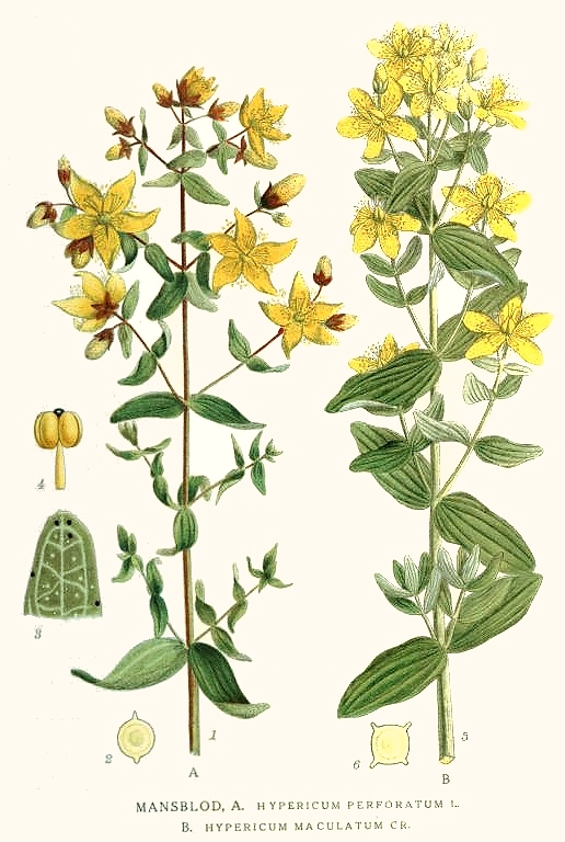 St. John's Wort botanical illustration circa 1917-1926.