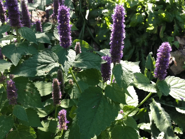 Anise Hyssop on bikepath behind Gregory Street in Madison, Wisconsin on September 9, 2018.