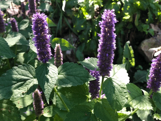 Bees on Anise Hyssop on September 12, 2018.