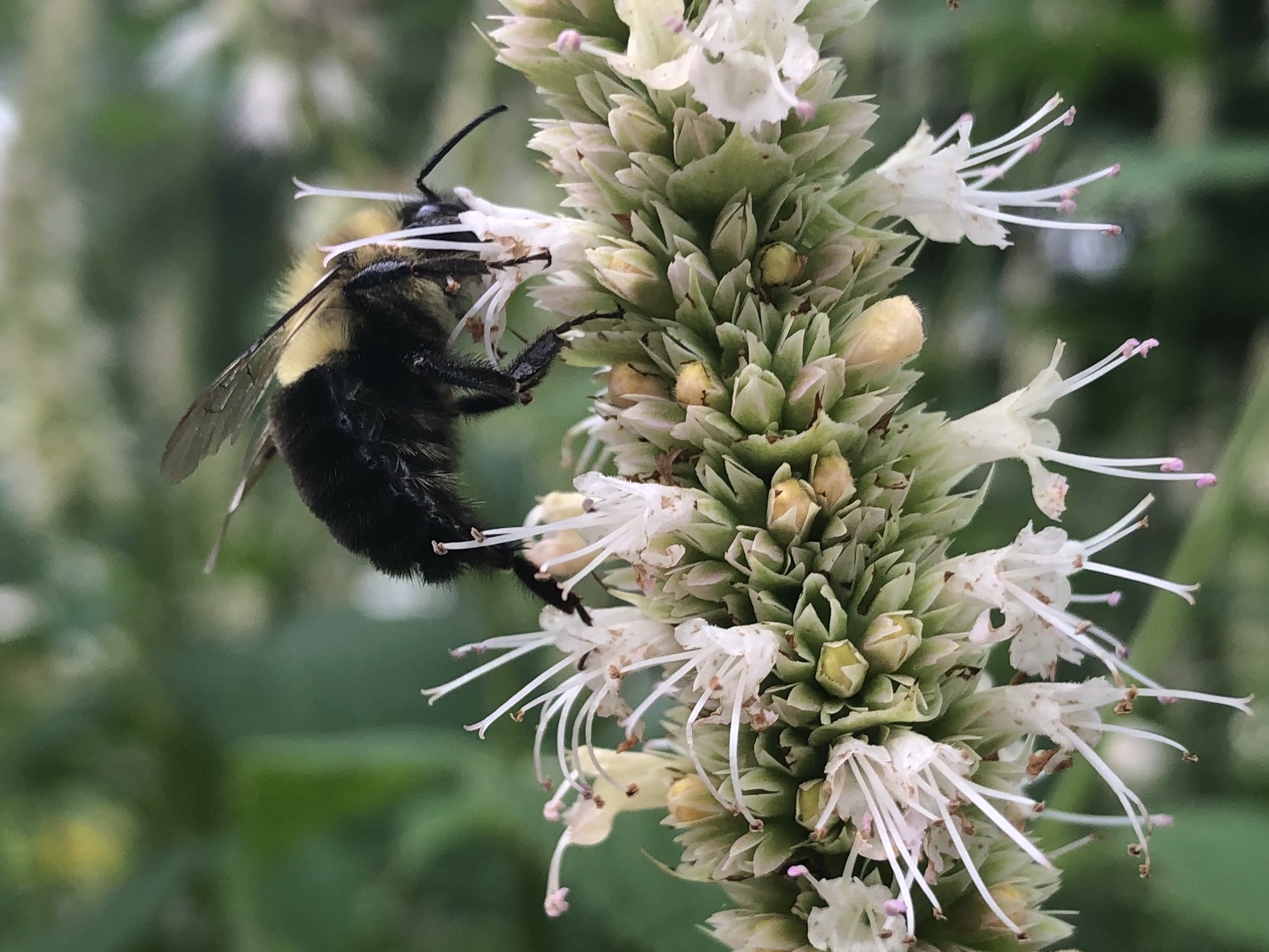 Bumblebee on Hyssop on August 11, 2019.