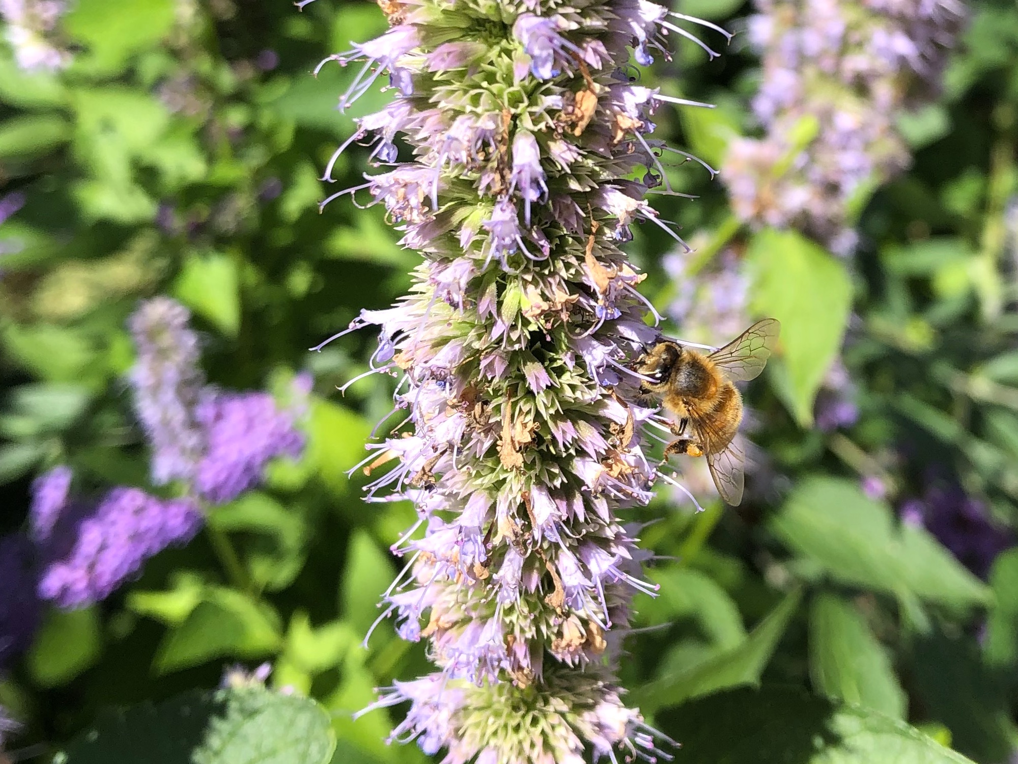 Honeybee on Hyssop on August 18, 2020.