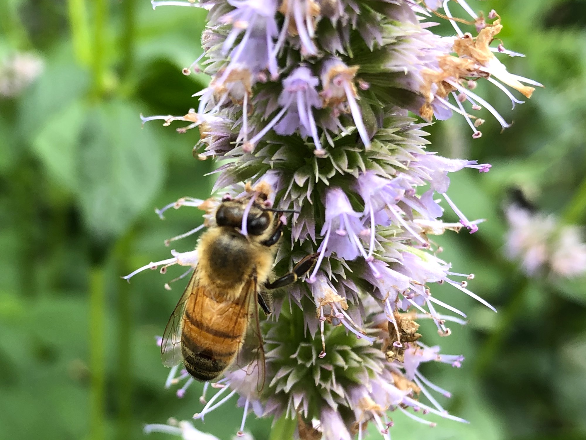 Bee on Hyssop on August 15, 2020.