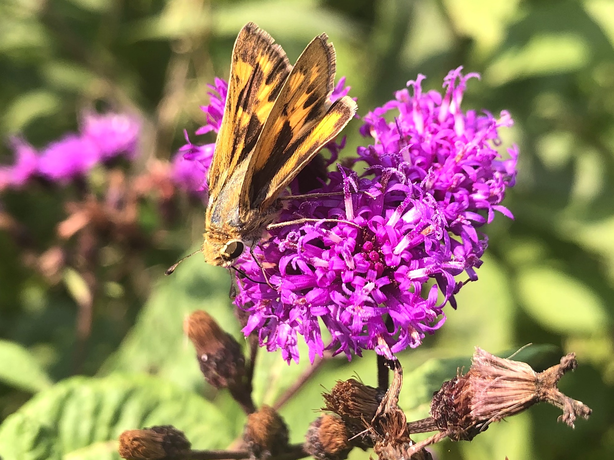 Fiery Skipper on Ironweed on September 15, 2020.