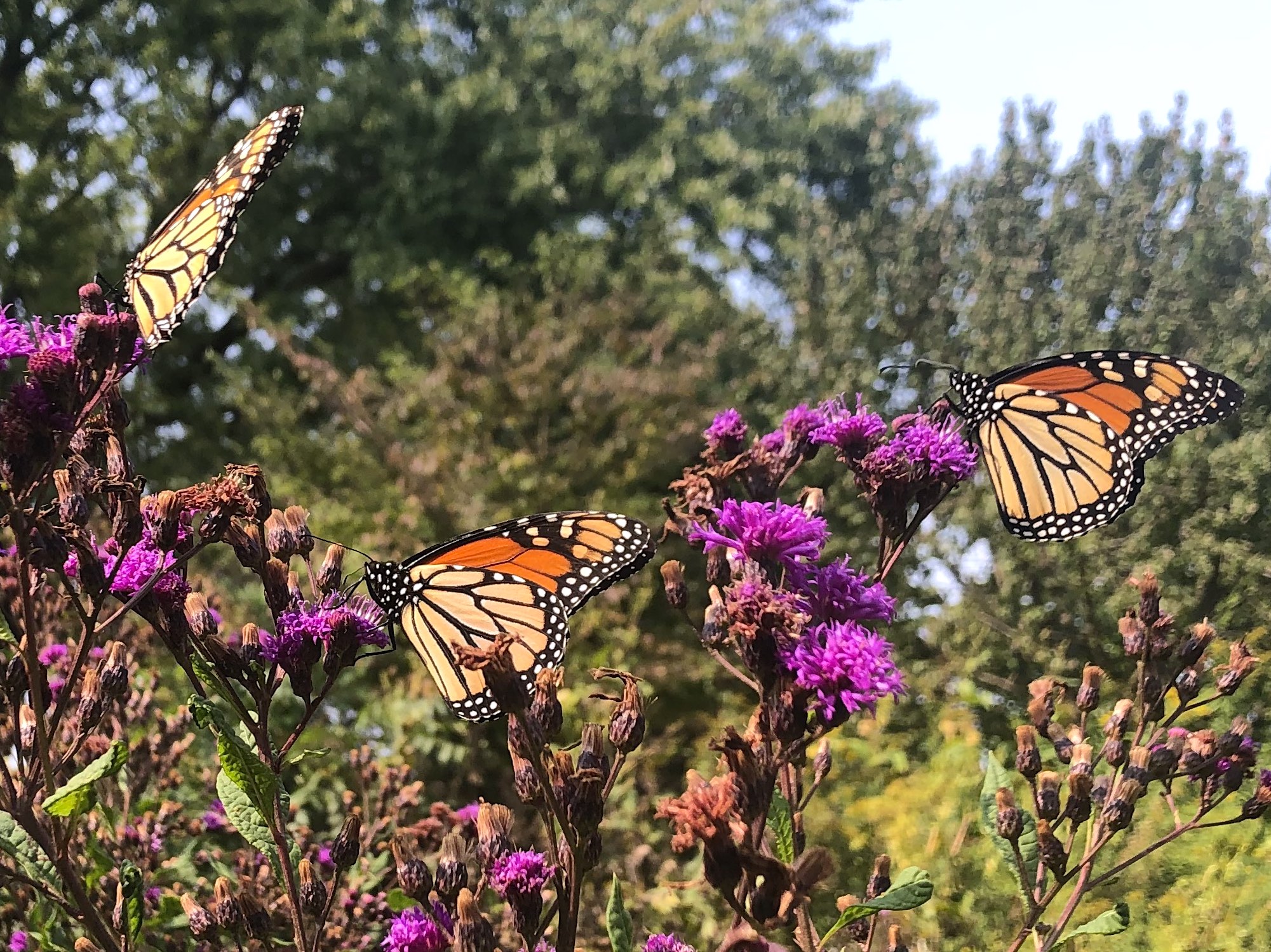 Monarchs on Ironweed on September 15, 2020.