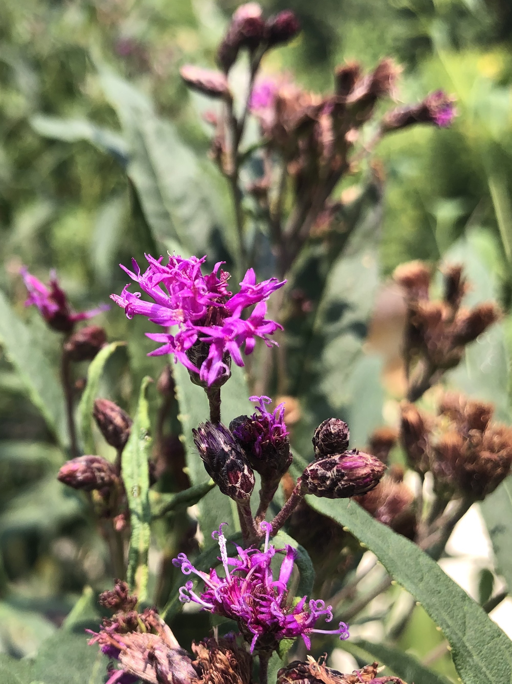 Tall Ironweed along bikepath behind Gregory Street in Madison, Wisconsin on August3, 2021.