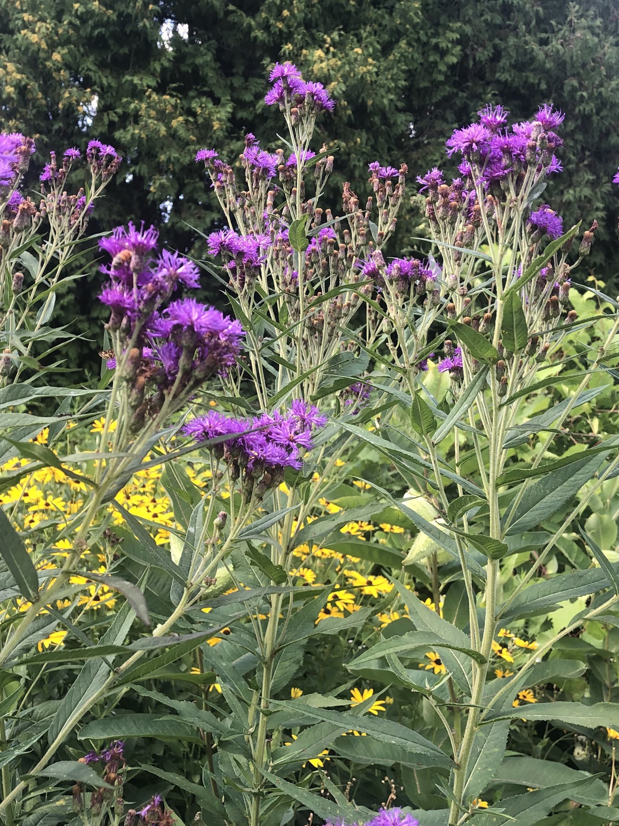 Tall Ironweed along bikepath behind Gregory Street in Madison, Wisconsin on August 2, 2021.