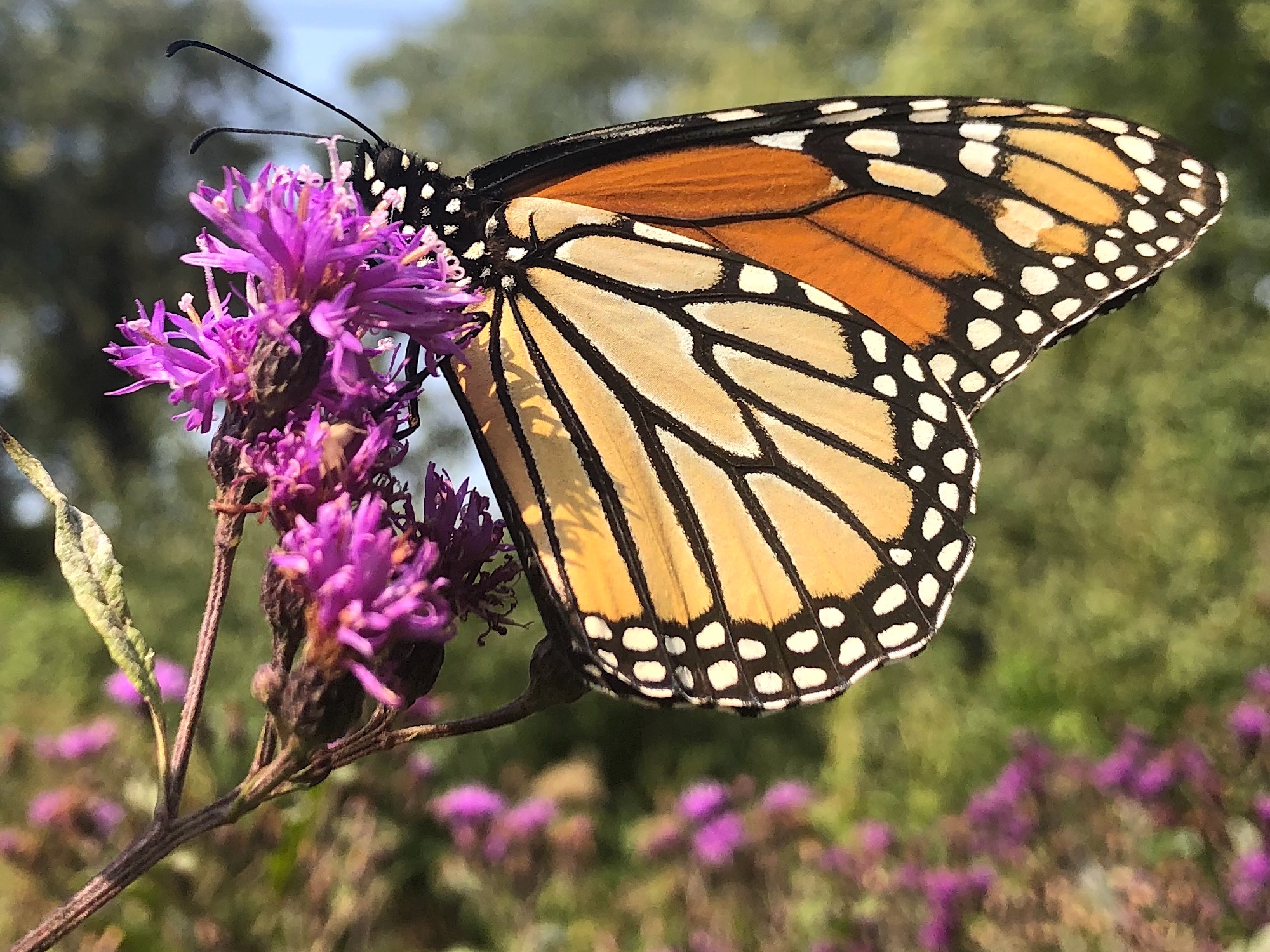 Monarch on 9 feet tall Ironweed on September 15, 2020.