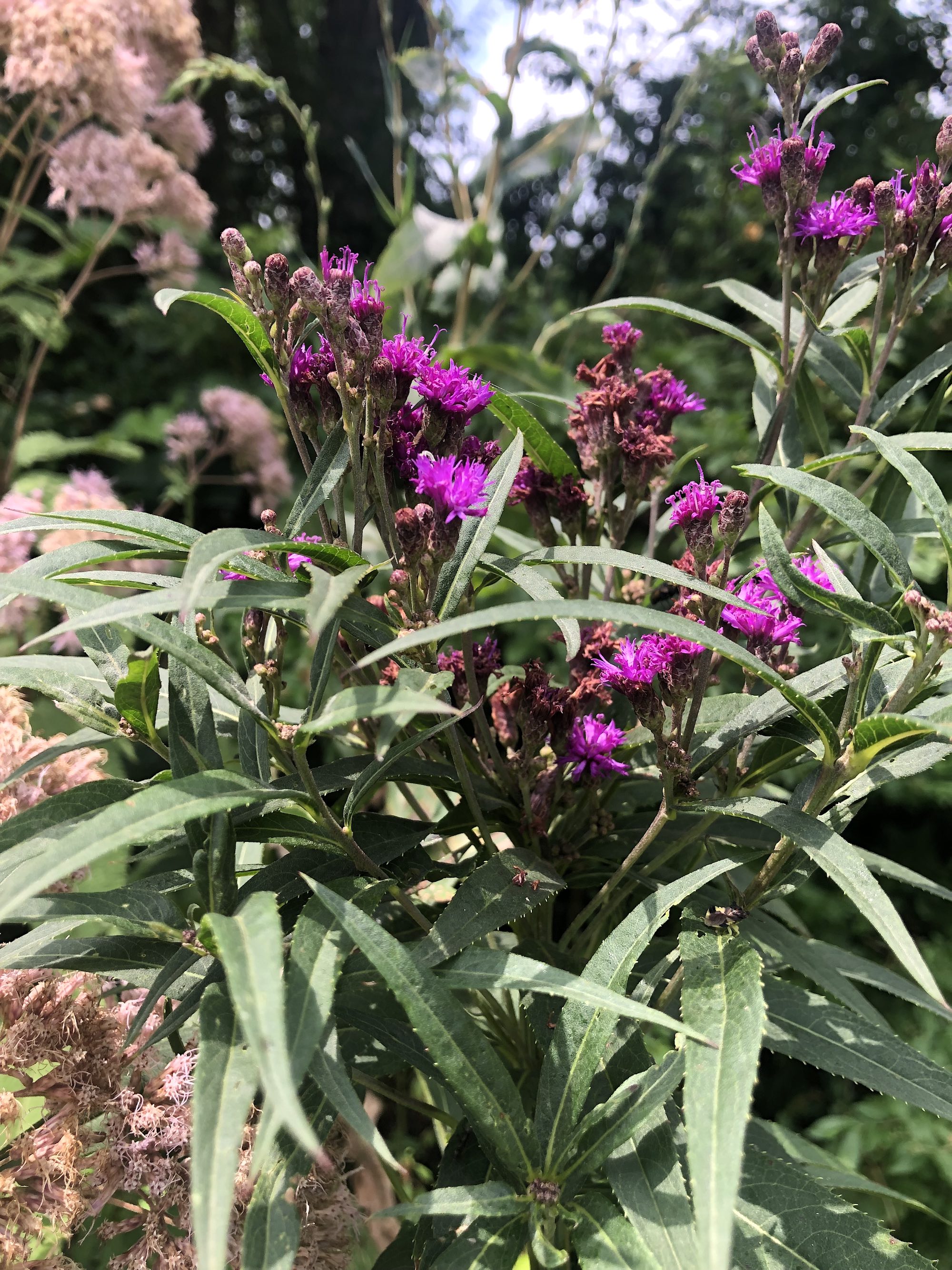 Tall Ironweed along bikepath behind Gregory Street in Madison, Wisconsin on July 31, 2021.