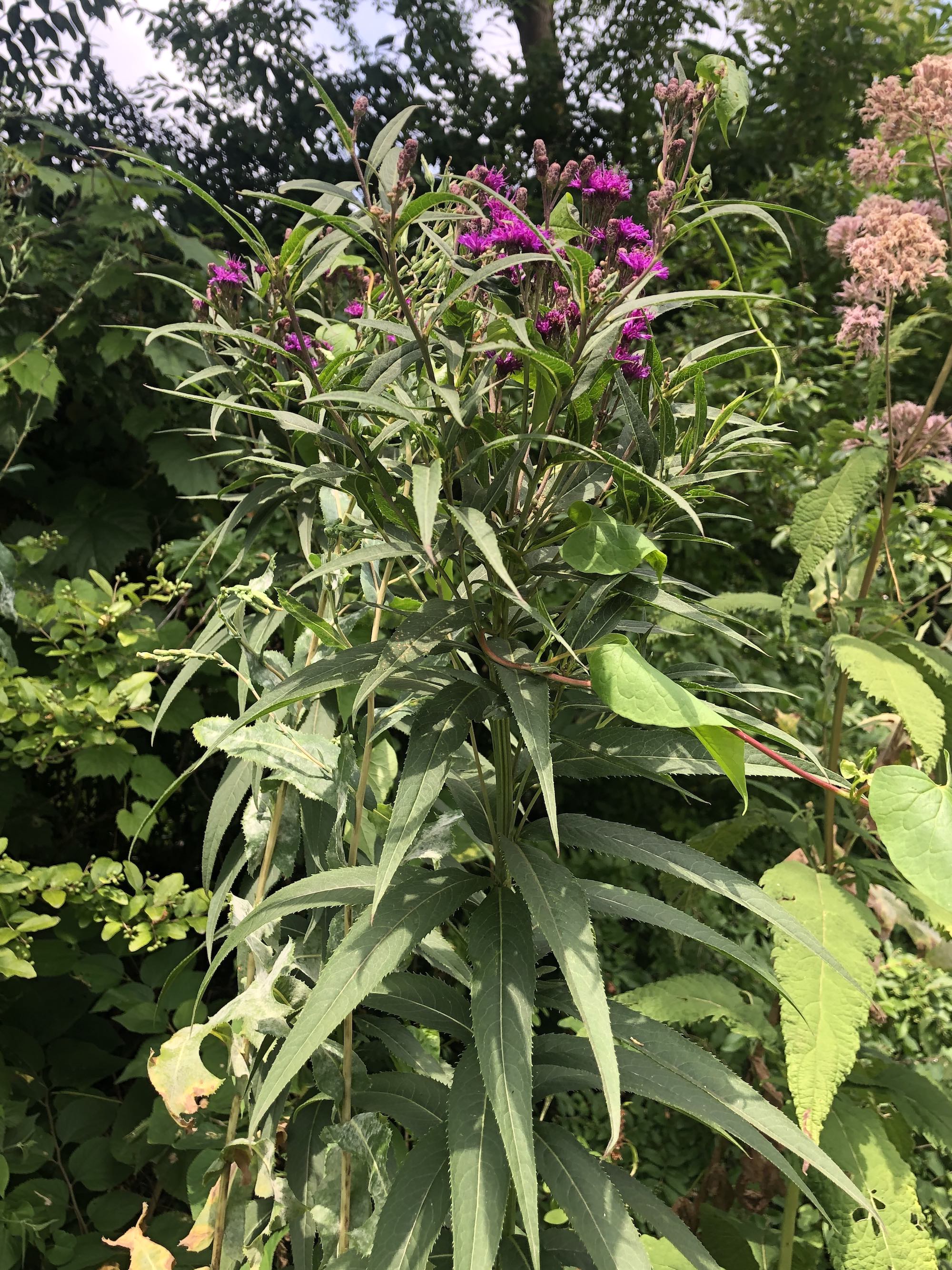 Common Ironweed along bikepath behind Gregory Street in Madison, Wisconsin on August 2, 2021.