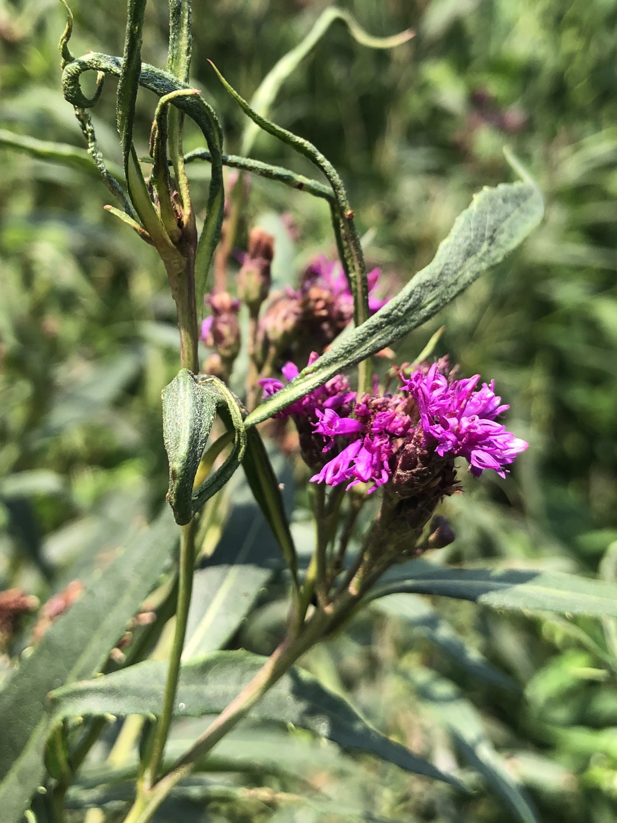 Tall Ironweed along bikepath behind Gregory Street in Madison, Wisconsin on August 3, 2021.