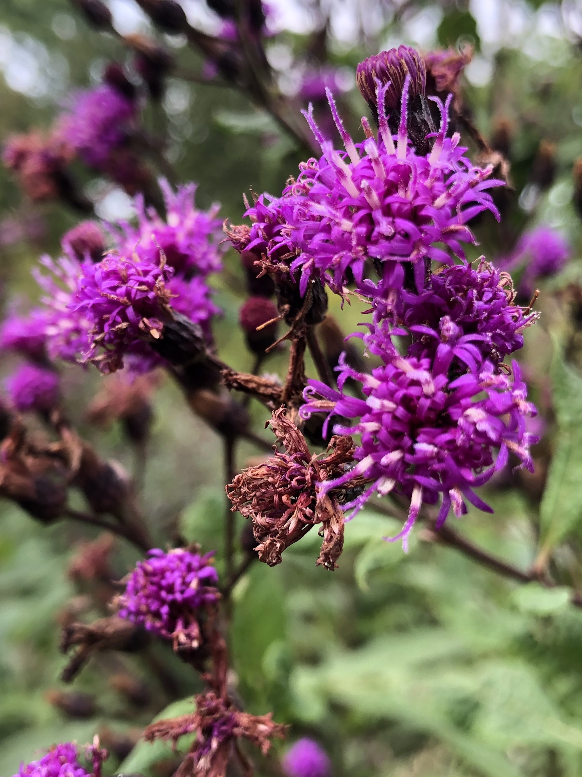Tall Ironweed in drainage ditch along bikepath between Midvale Blvd. and the Beltline on September 14, 2020.