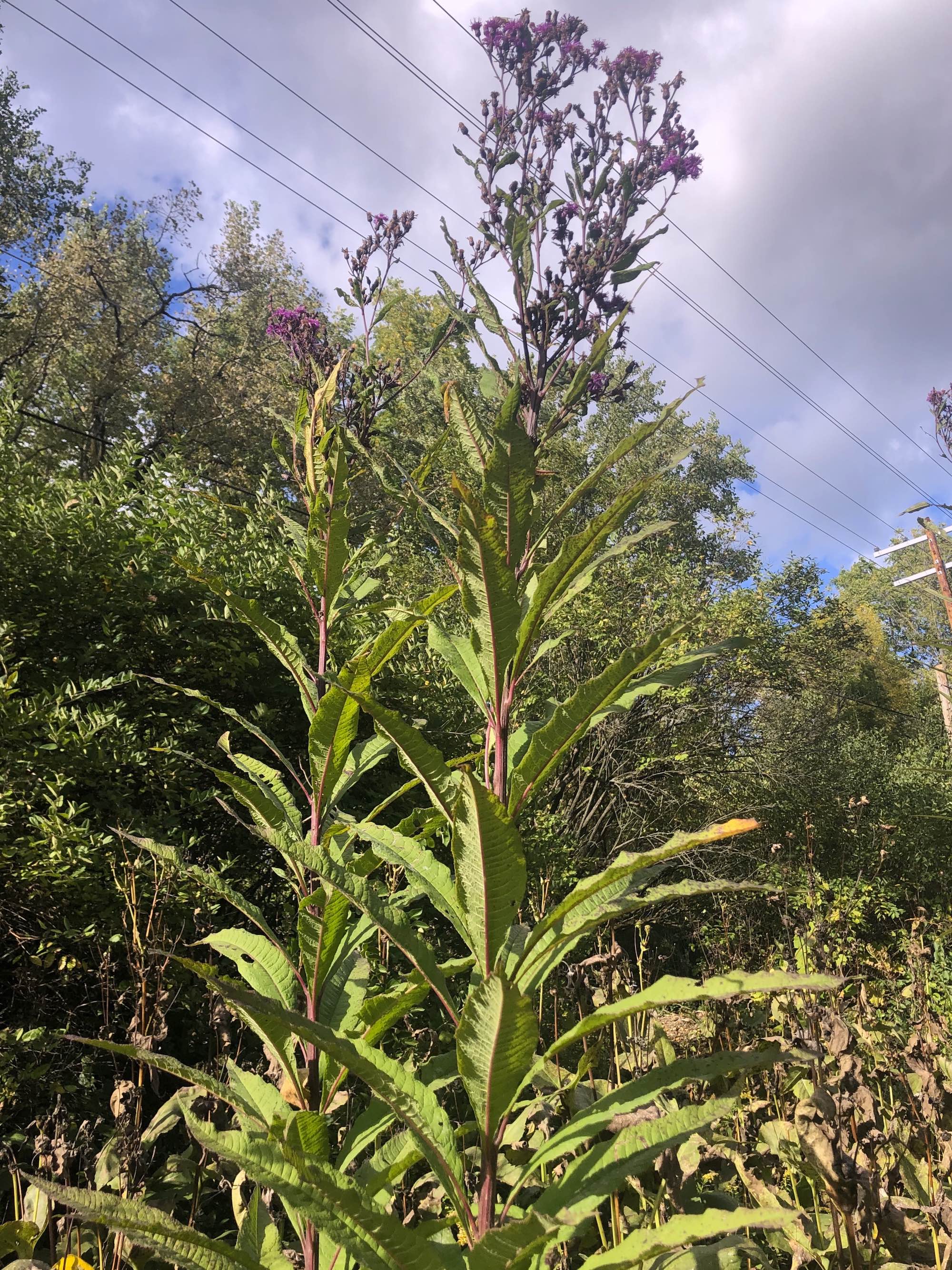 Tall Ironweed in drainage ditch along bikepath between Midvale Blvd. and the Beltline on September 30, 2020.