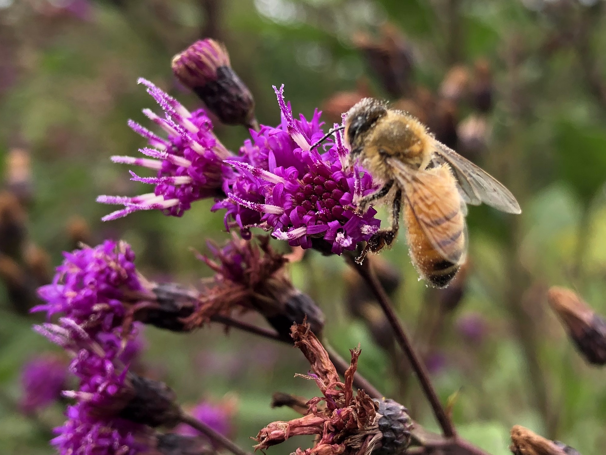 Bee on Ironweed on September 14, 2020.
