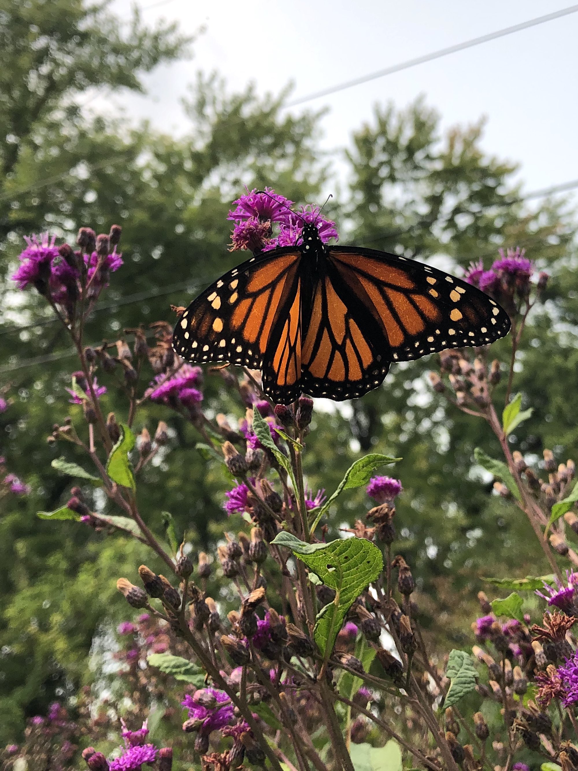 Monarch on Tall Ironweed in drainage ditch along bikepath between Midvale Blvd. and the Beltline on September 14, 2020.