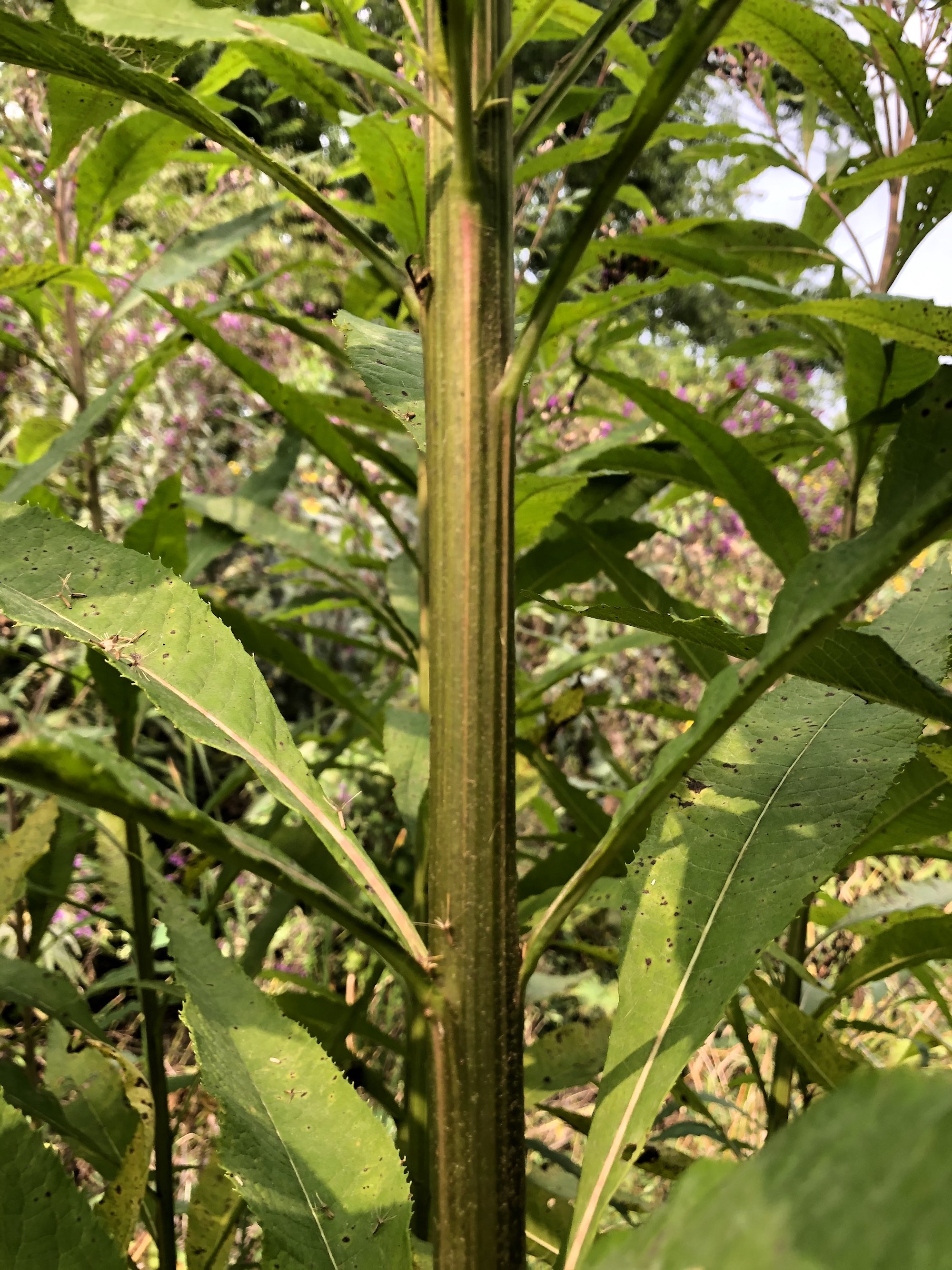 Tall Ironweed stalk in drainage ditch along bikepath between Midvale Blvd. and the Beltline on September 14, 2020.