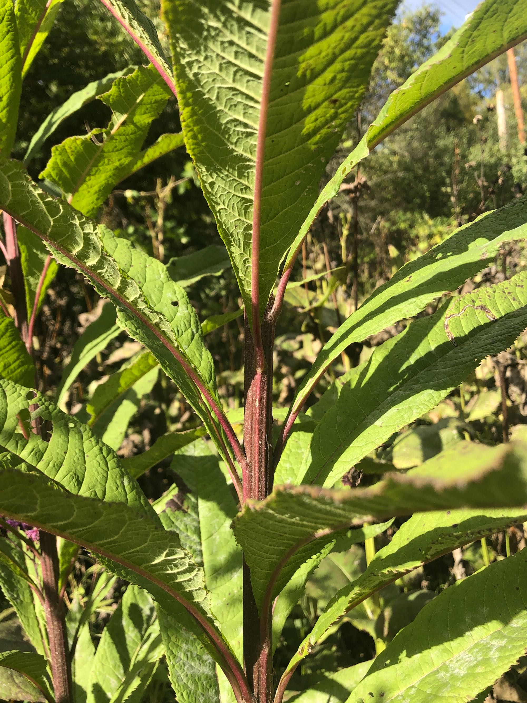 Tall Ironweed stalk in drainage ditch along bikepath between Midvale Blvd. and the Beltline on September 30, 2020.