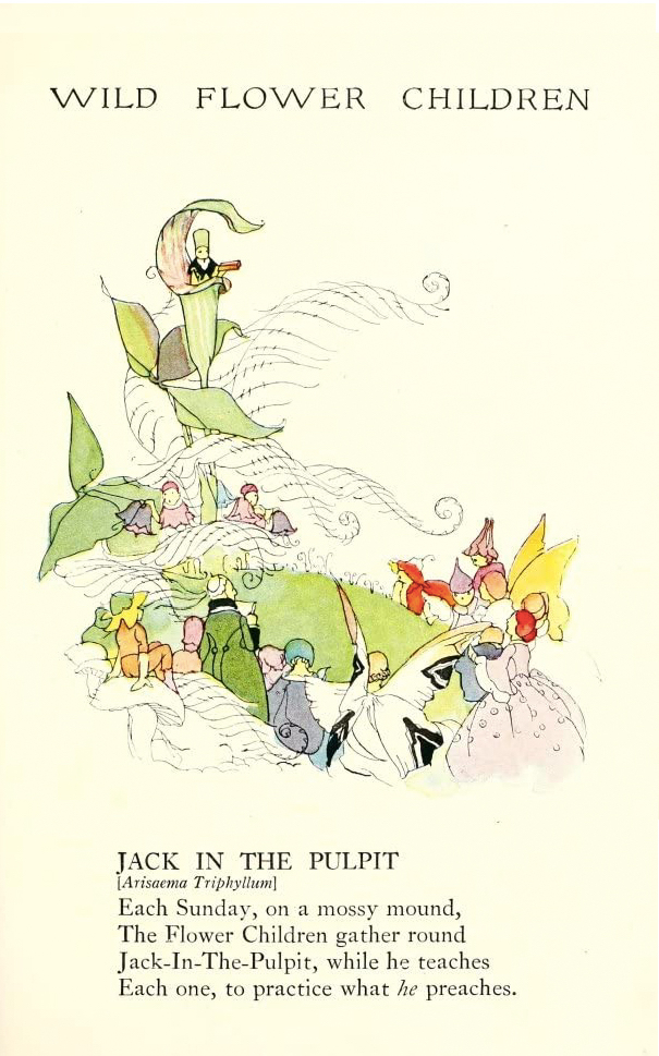 Jack-in-the-Pulpit Wild Flower Children by Elizabeth Gordon with illustration by Janet Laura Scott.