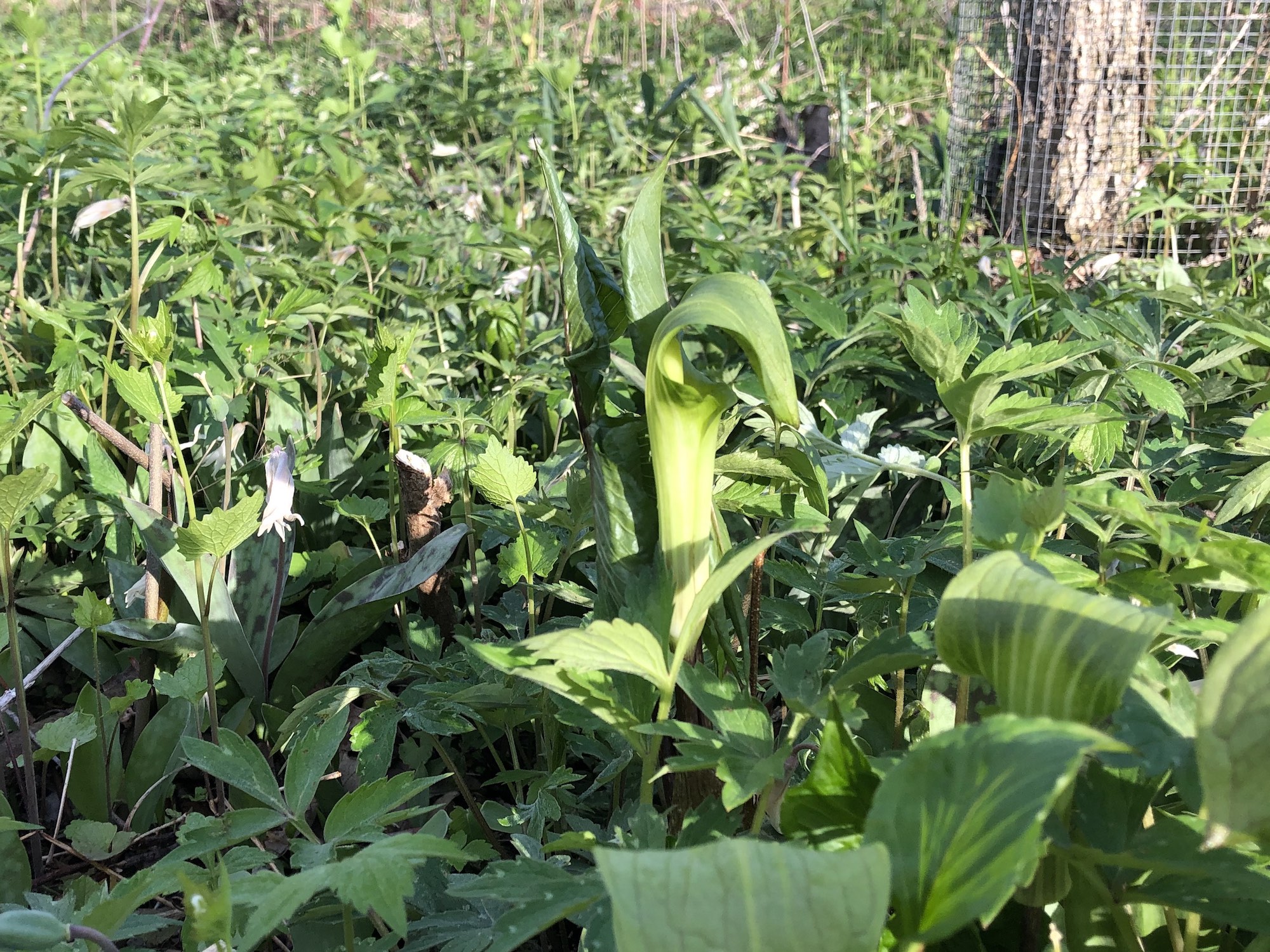 Jack-in-the-pulpit in Oak Savanna on May 4, 2020