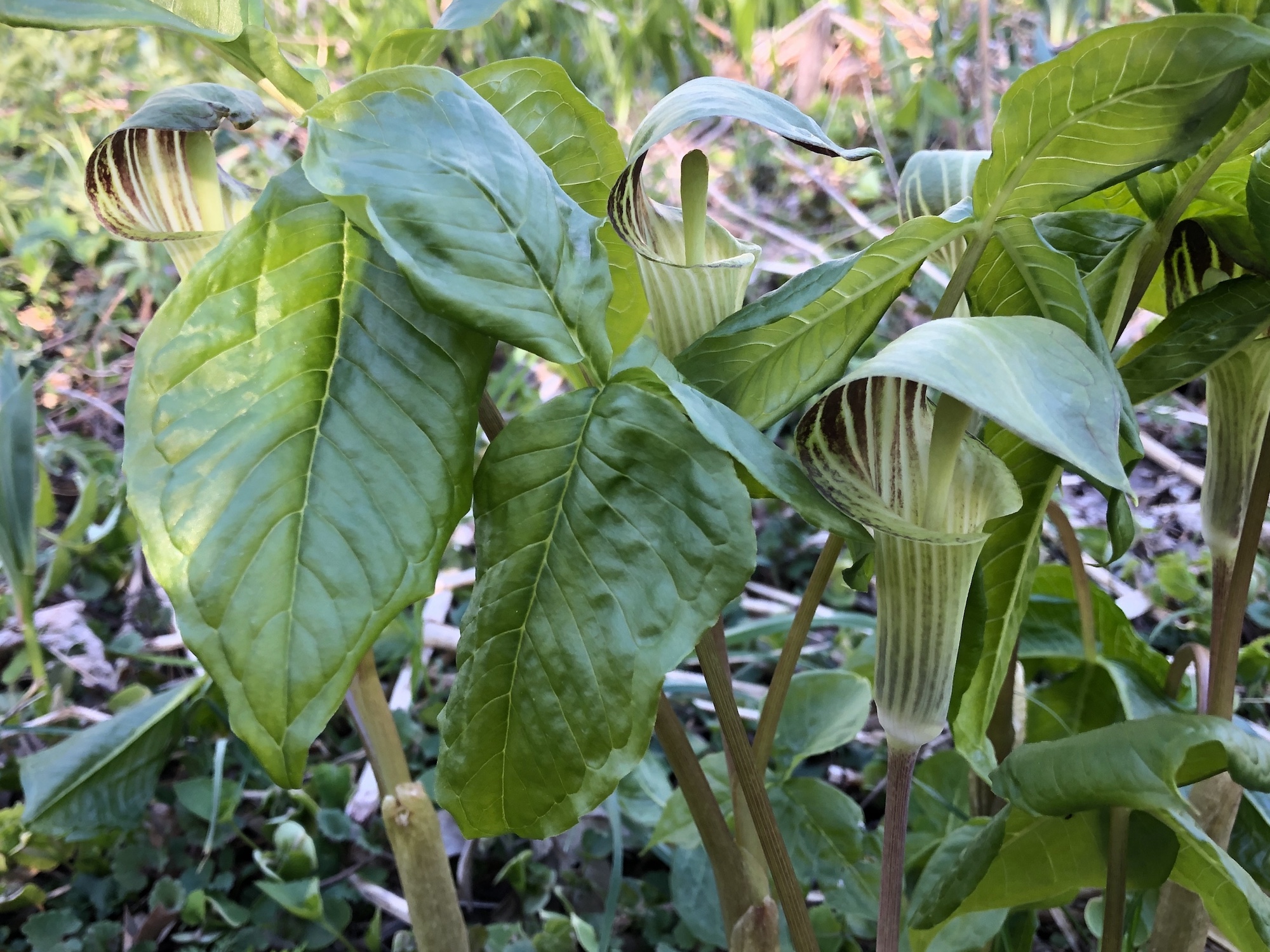 Jack-in-the-Pulpit in the Oak Savanna on May 9, 2020.