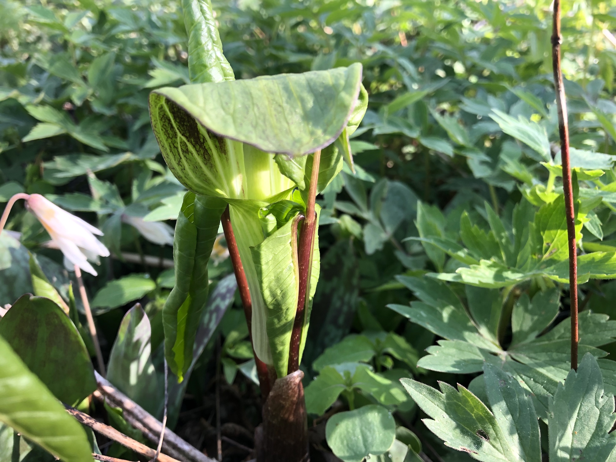 Jack-in-the-pulpit in the Oak Savanna on May 3, 2020 in Madison, Wisconsin.