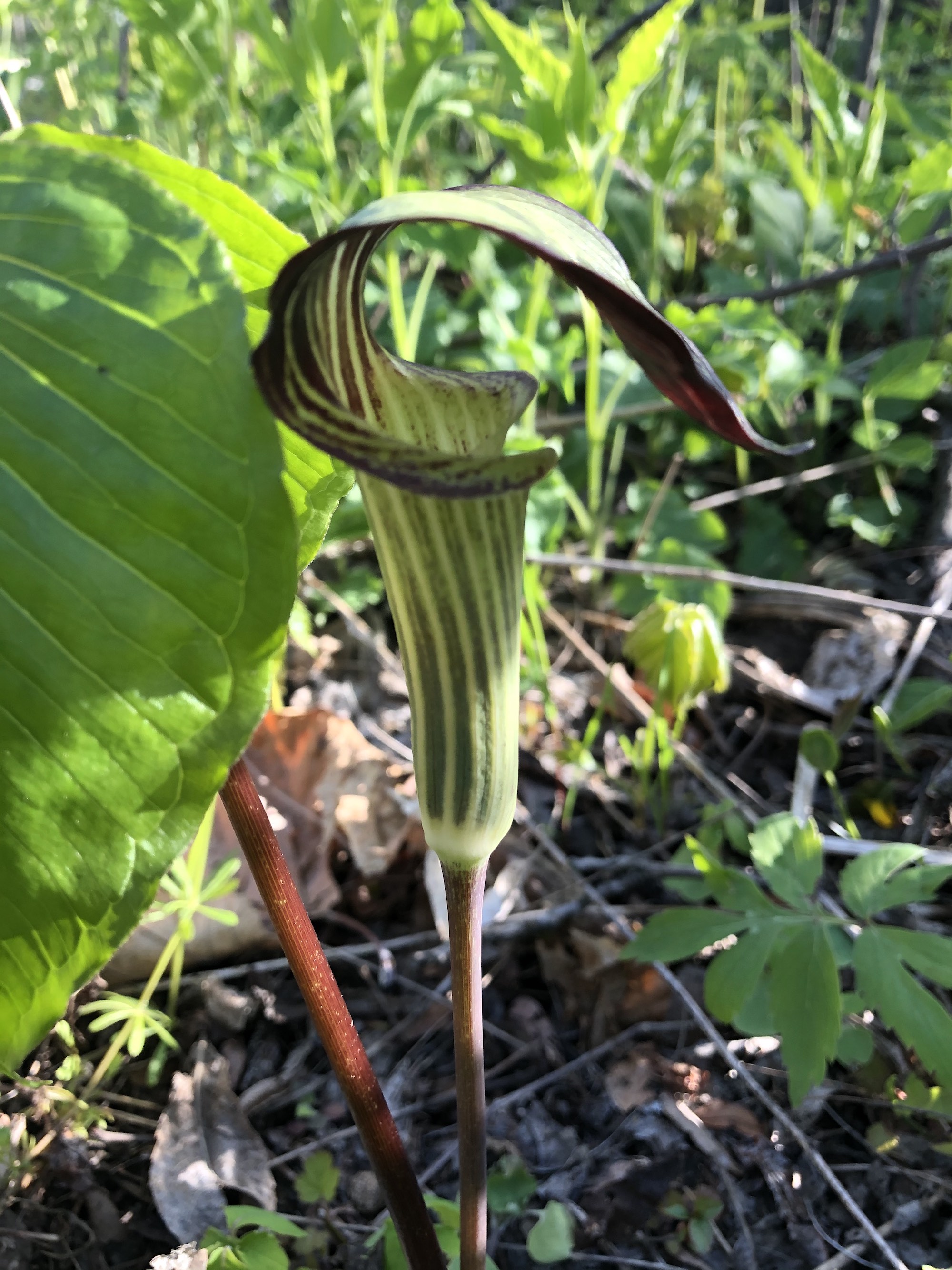Jack-in-the-pulpit with no "Jack" by Duck Pond parking lot on May 13, 2020