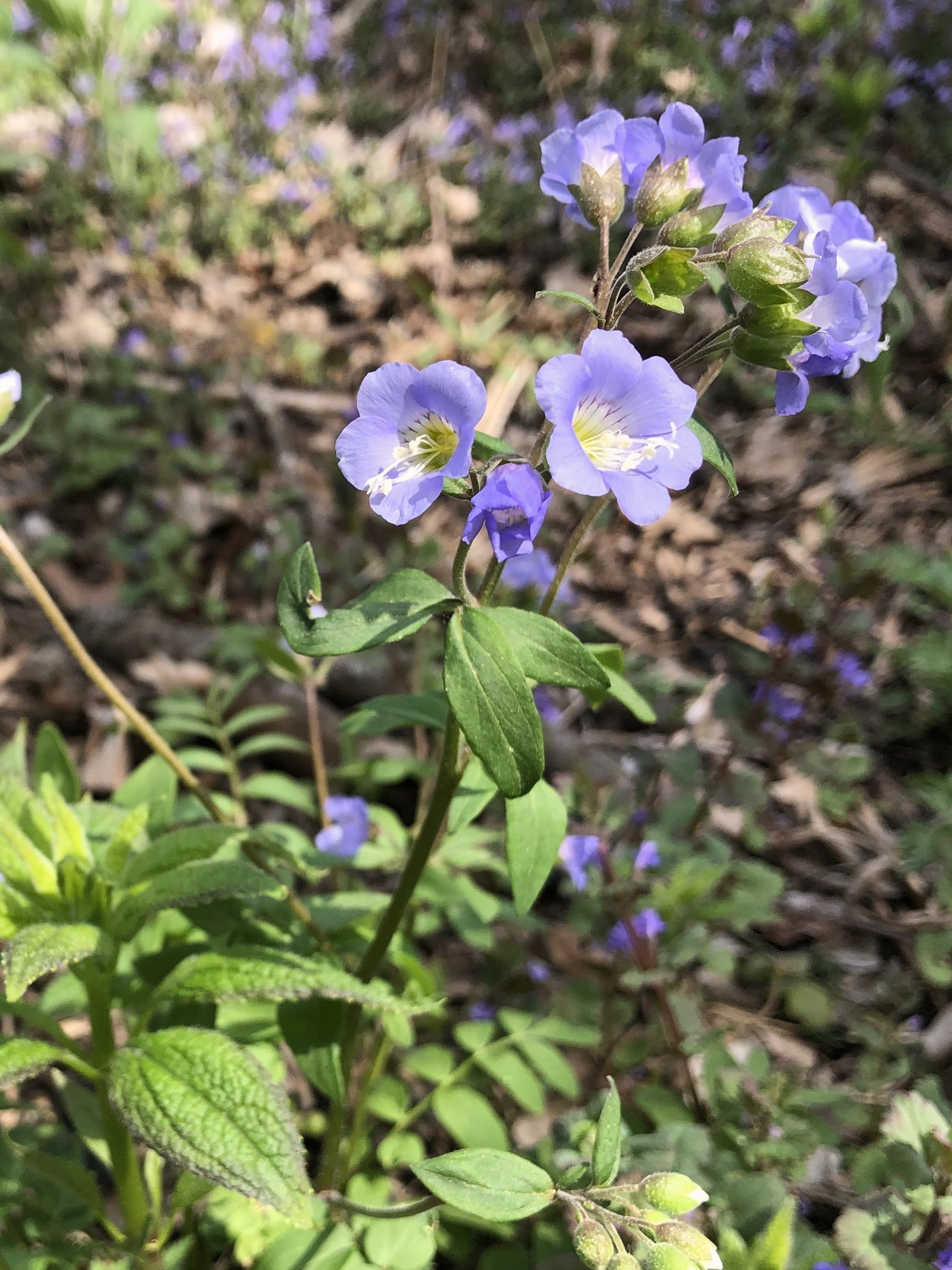 Jacob's Ladder in Oak Savanna in Madison, Wisconsin on May 2, 2021.