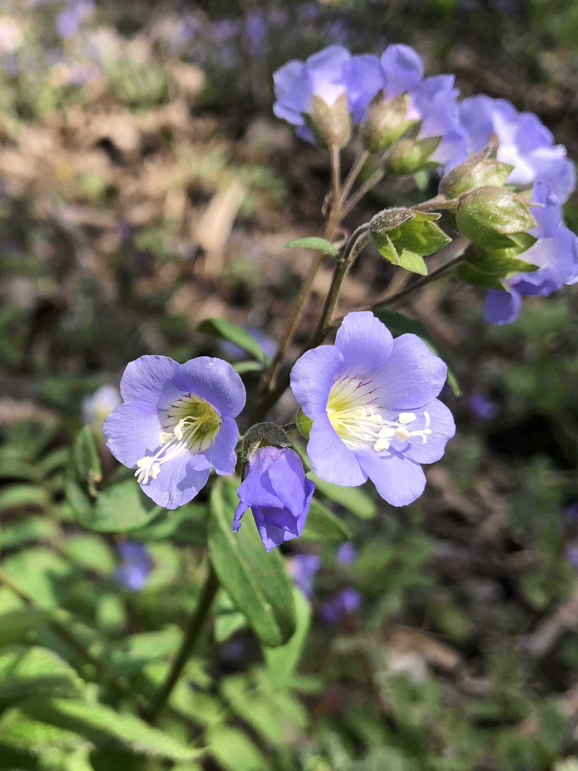 Jacob's Ladder in Oak Savanna in Madison, Wisconsin on May 2, 2021.