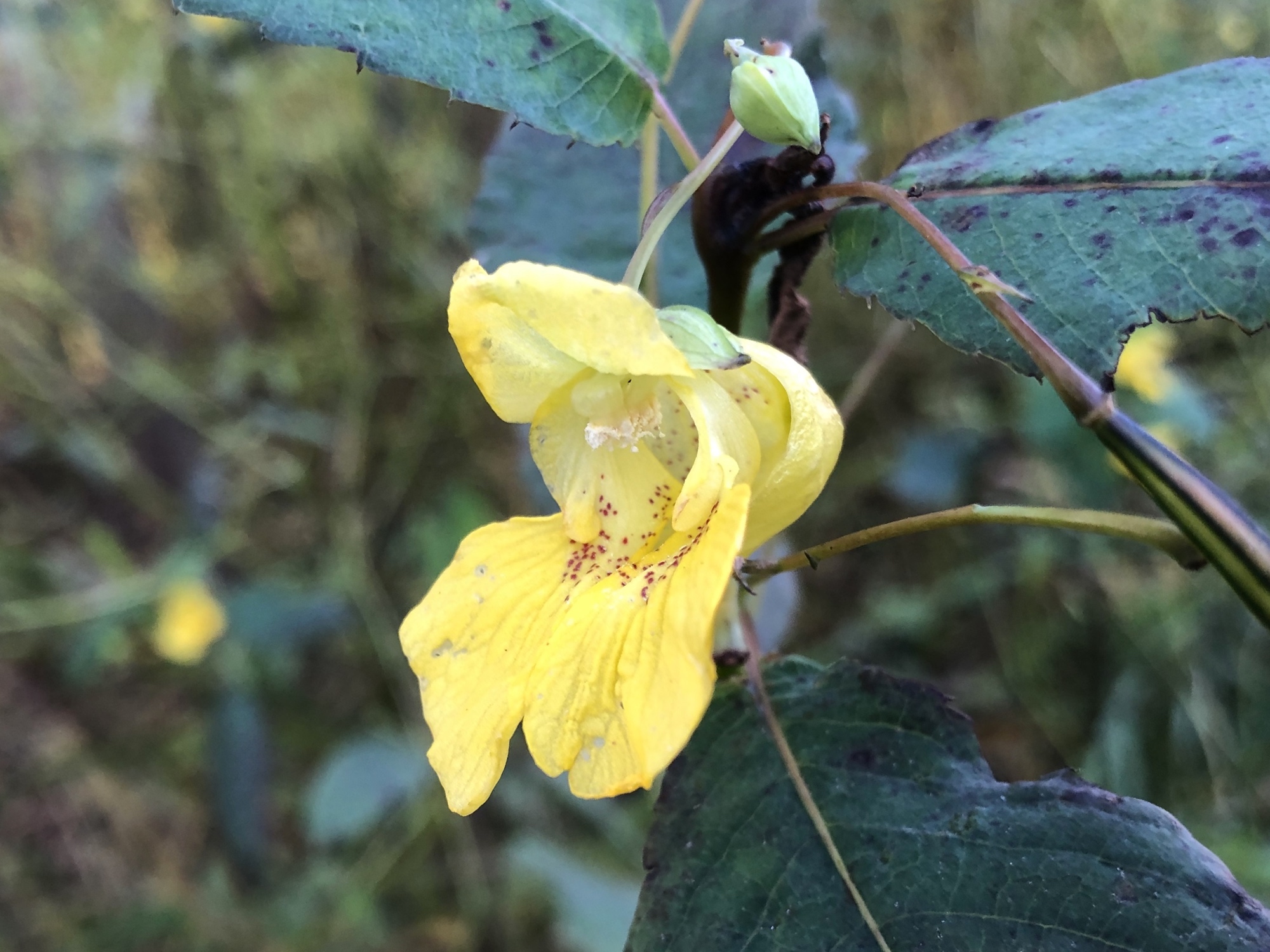 Yellow Jewelweed in the Oak Savanna on October 12, 2019.