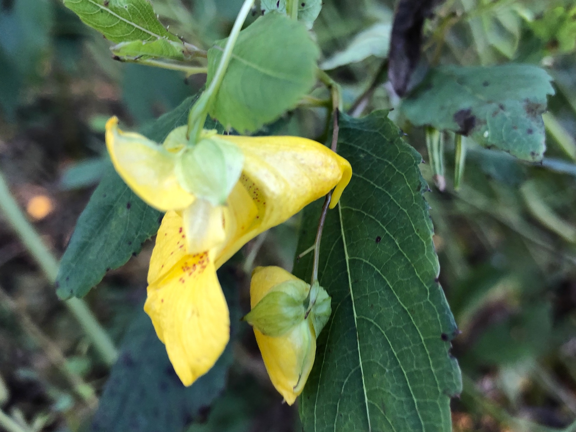 Yellow Jewelweed in the Oak Savanna on October 12, 2019.