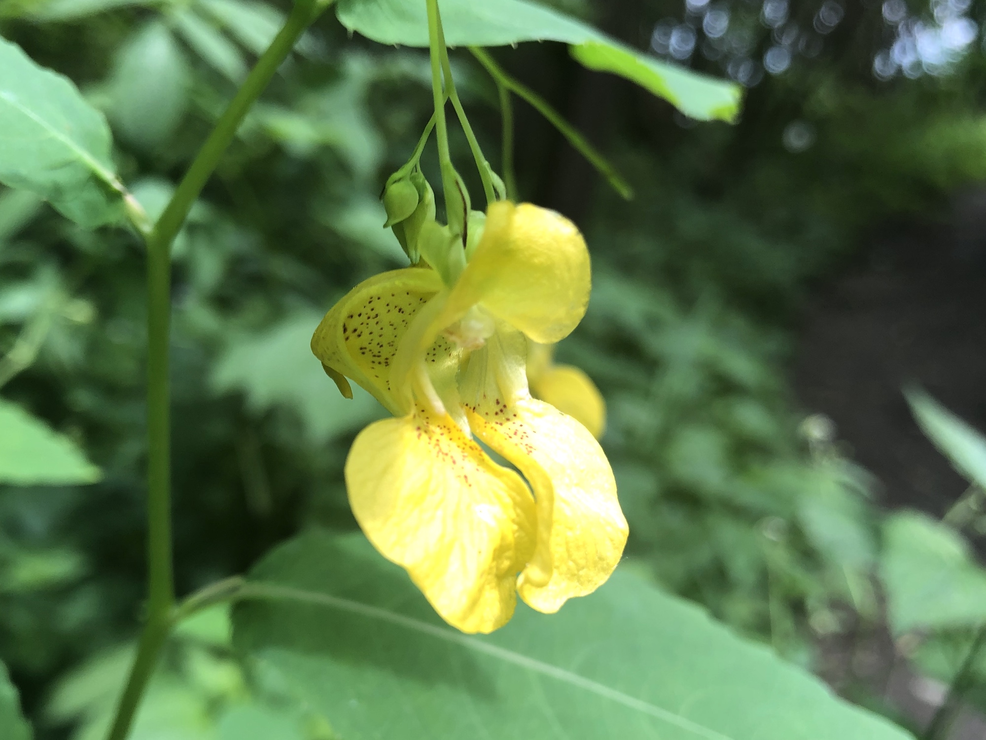 Yellow Jewelweed in woods along Pickford Street stormwater outflow (ends at Cattails) on June 26, 2019.