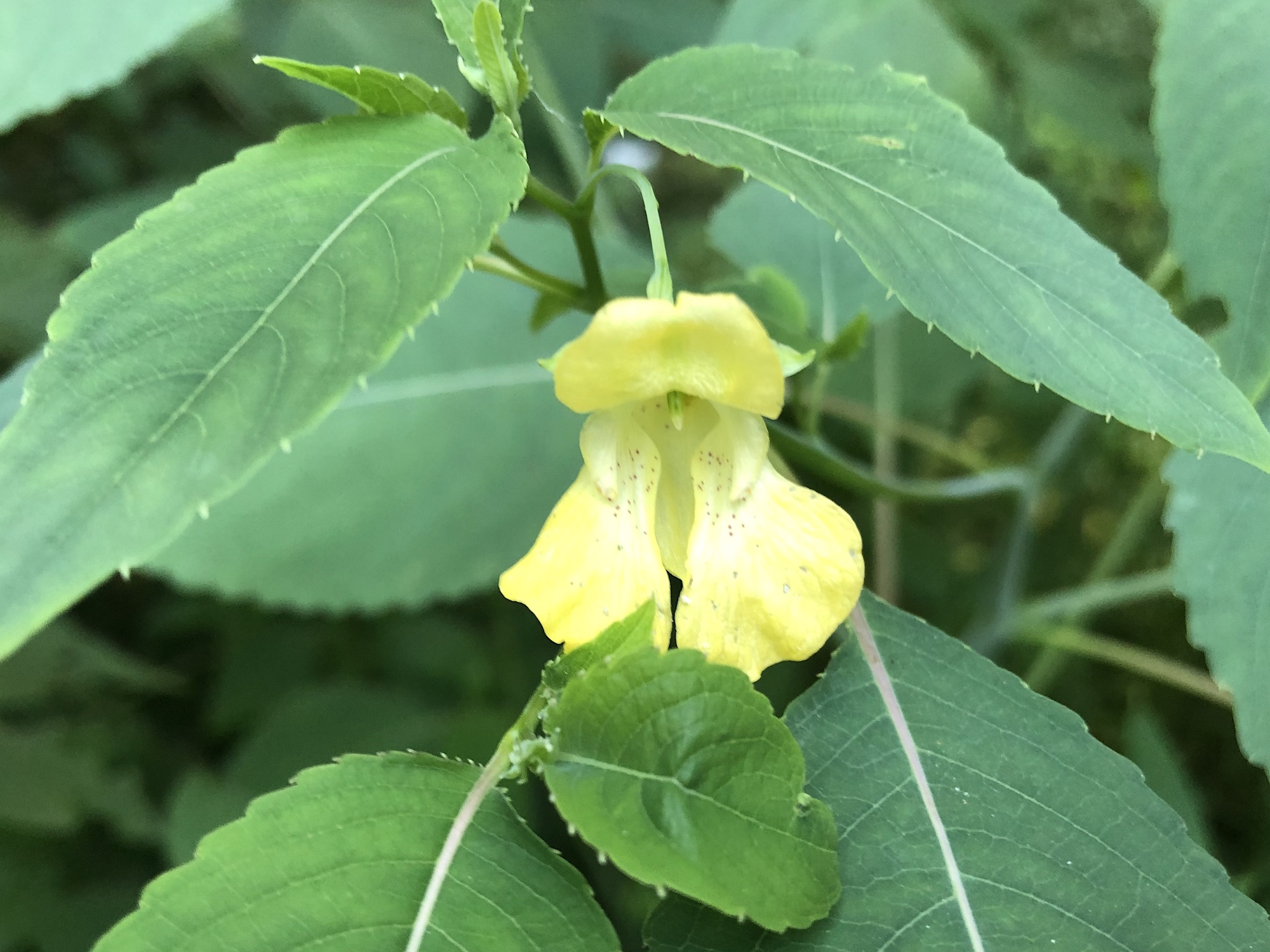 Yellow Jewelweed in the Oak Savanna on July 27, 2019.