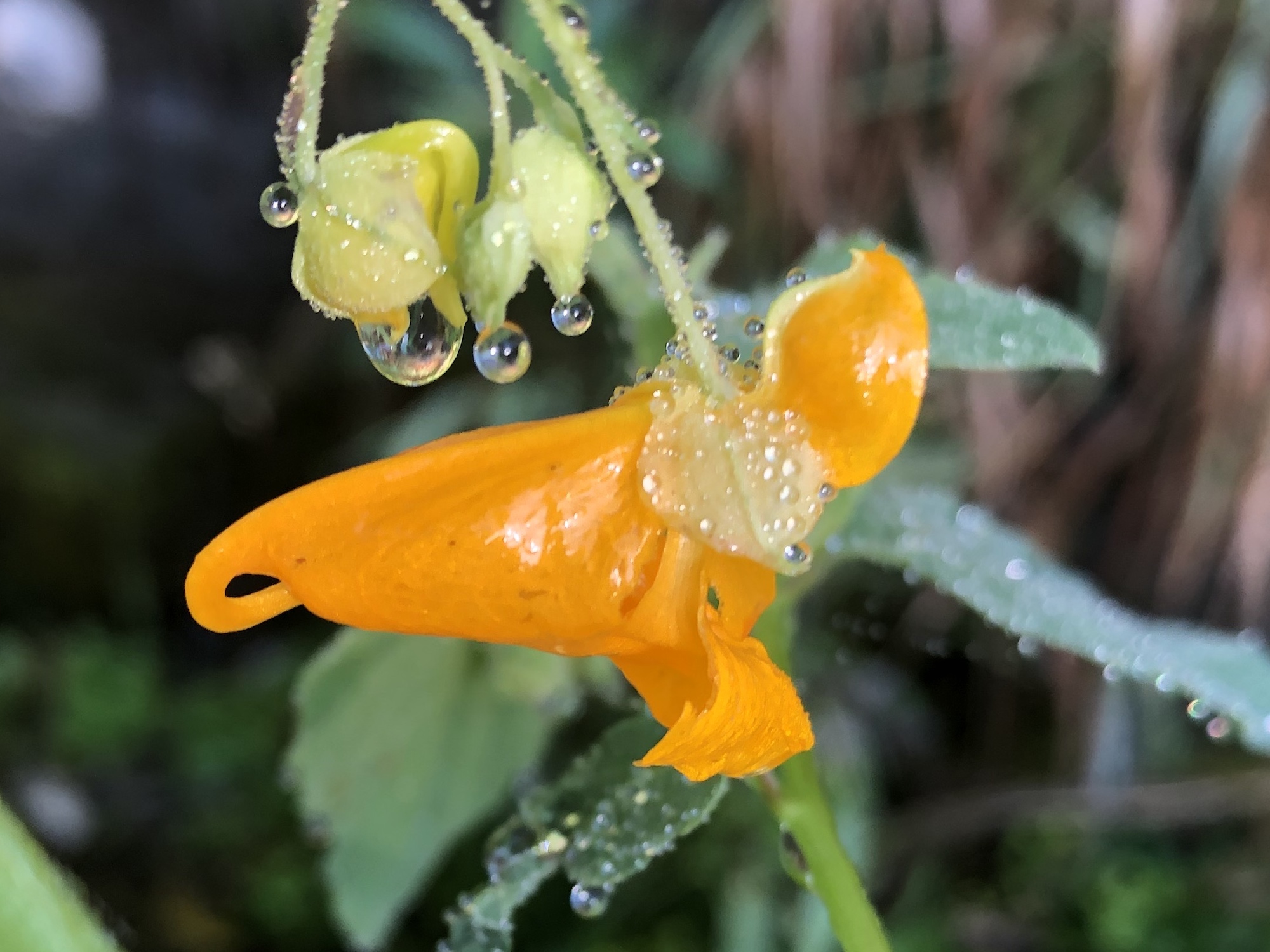 Orange Jewelweed by source of Duck Pond on August 11, 2020.