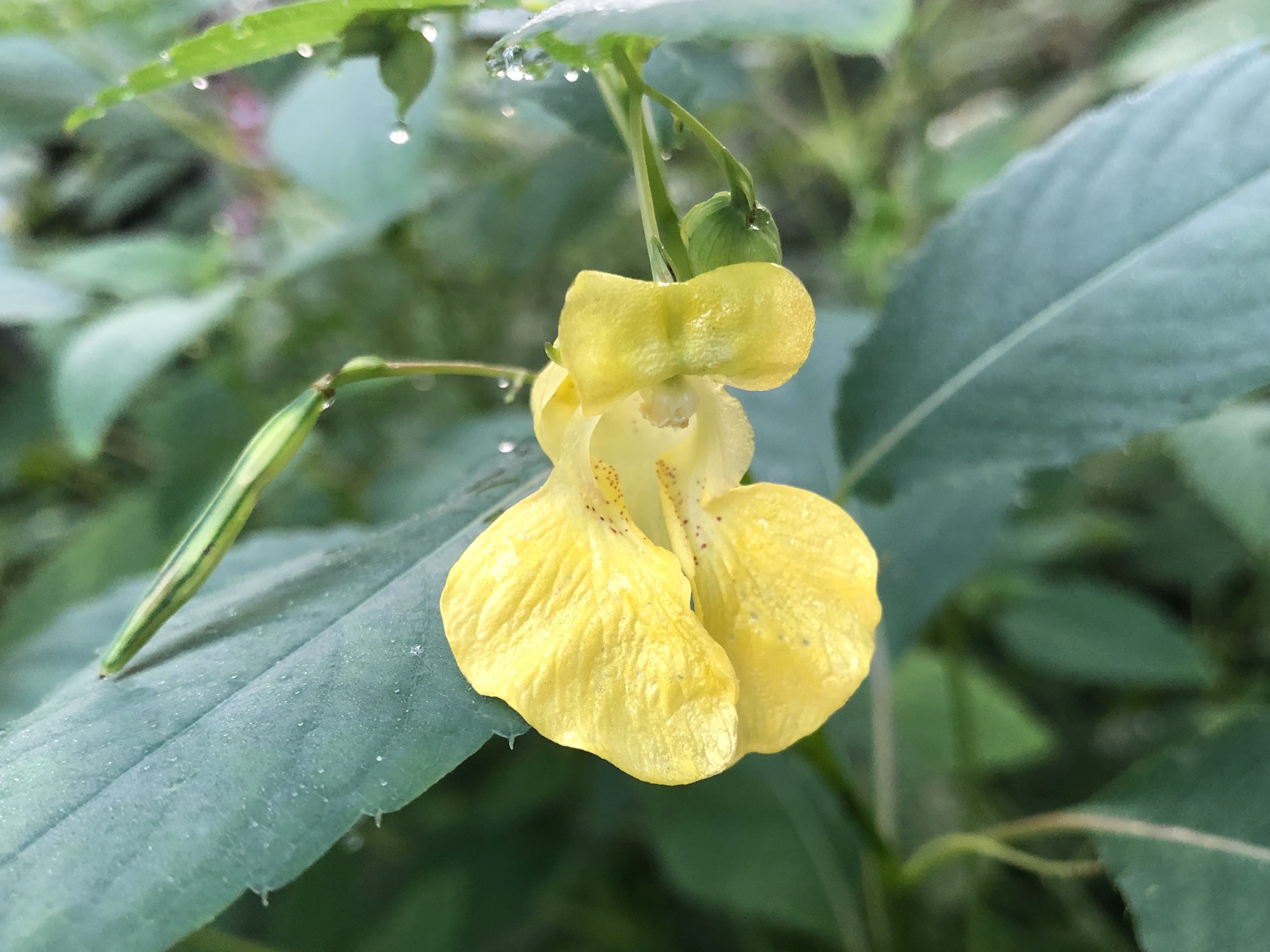 Yellow Jewelweed in the Oak Savanna on July 24, 2019.