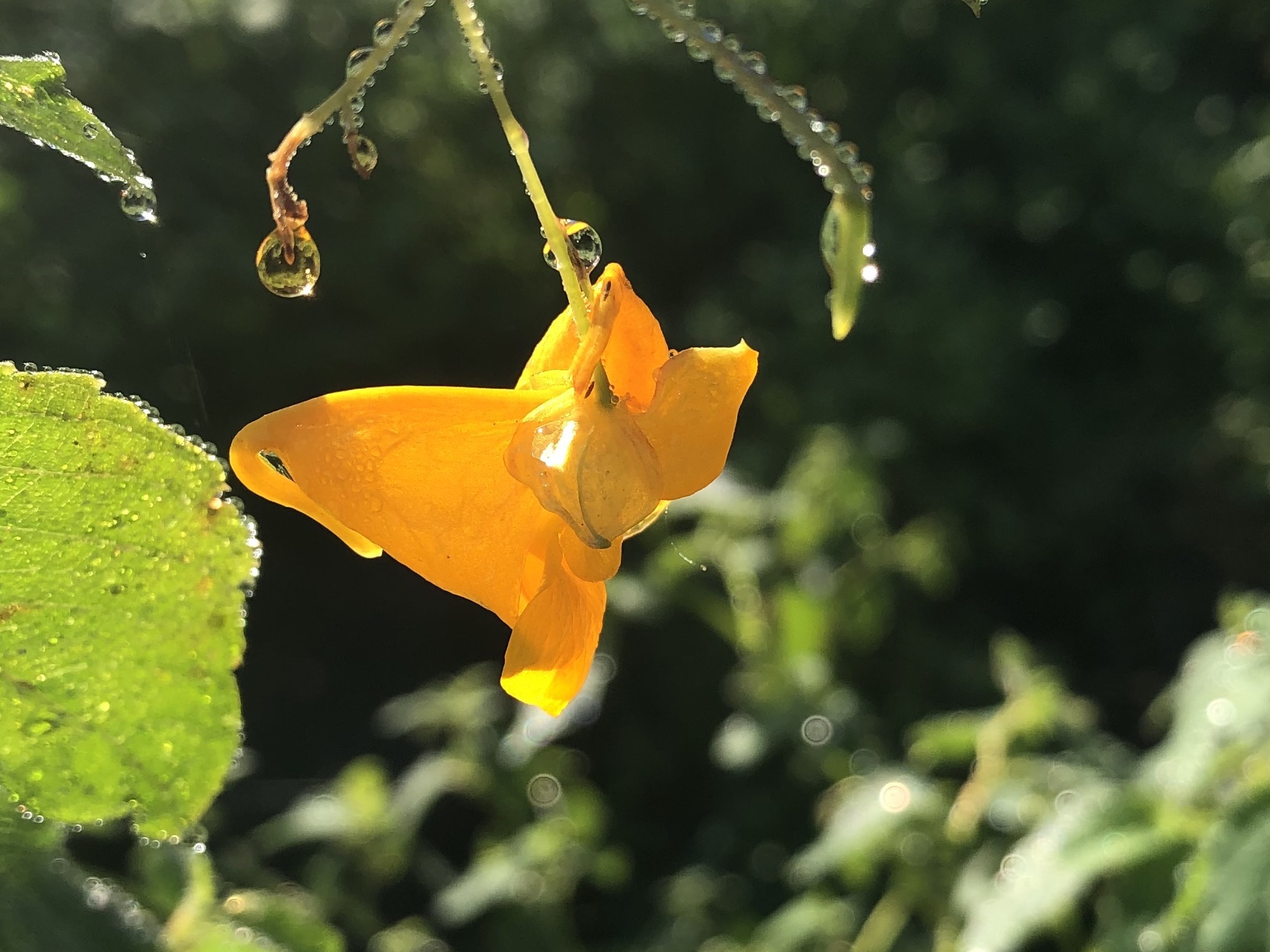 Orange Jewelweed by source of Duck Pond on August 11, 2020.