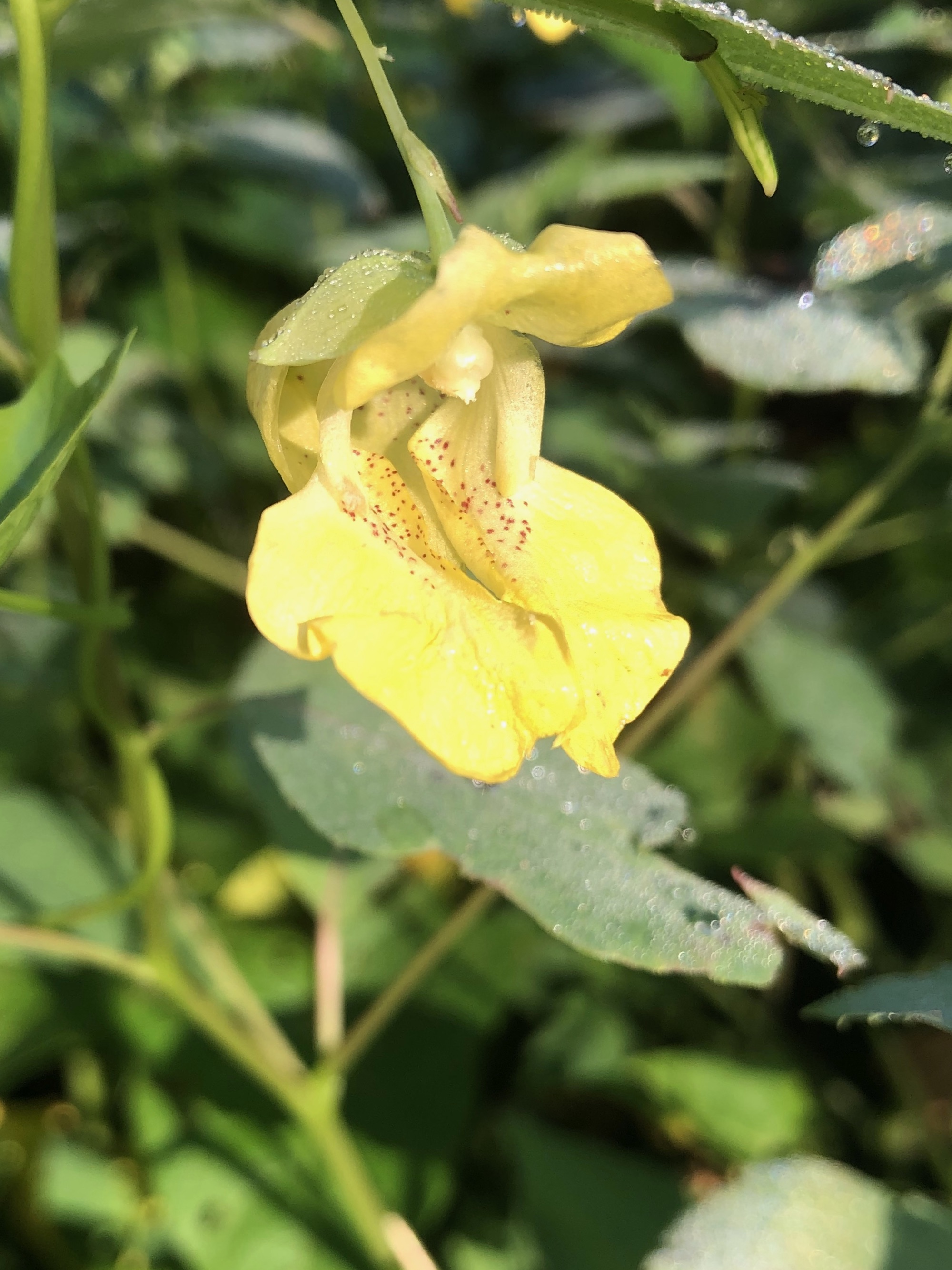 Yellow Jewelweed by Marston Springs on August 12, 2020.